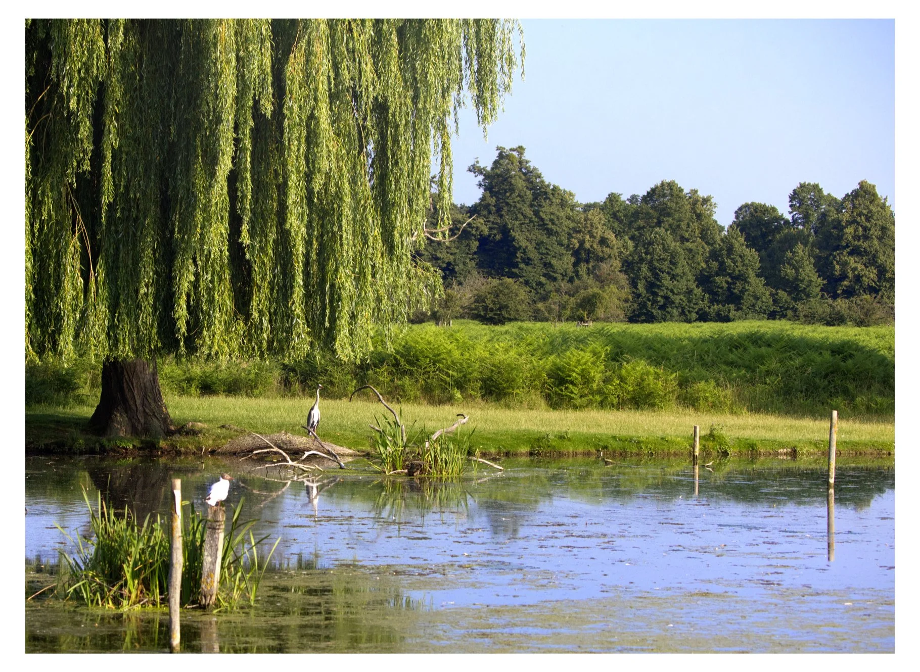 Heron in Bushy Park