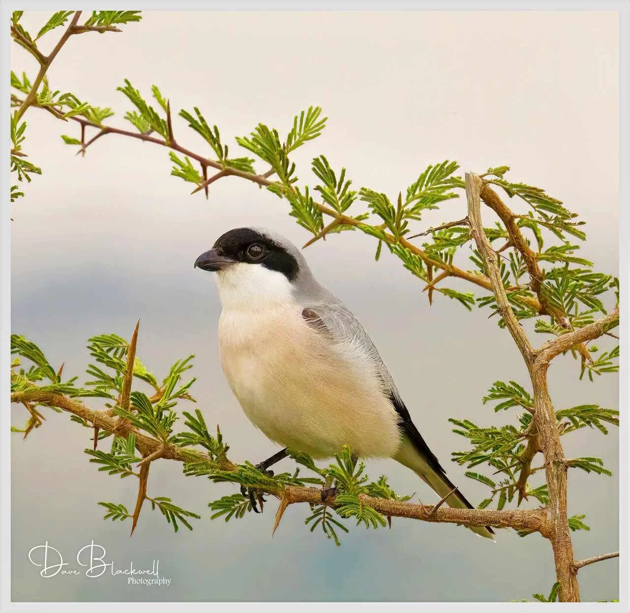 Grey Shrike