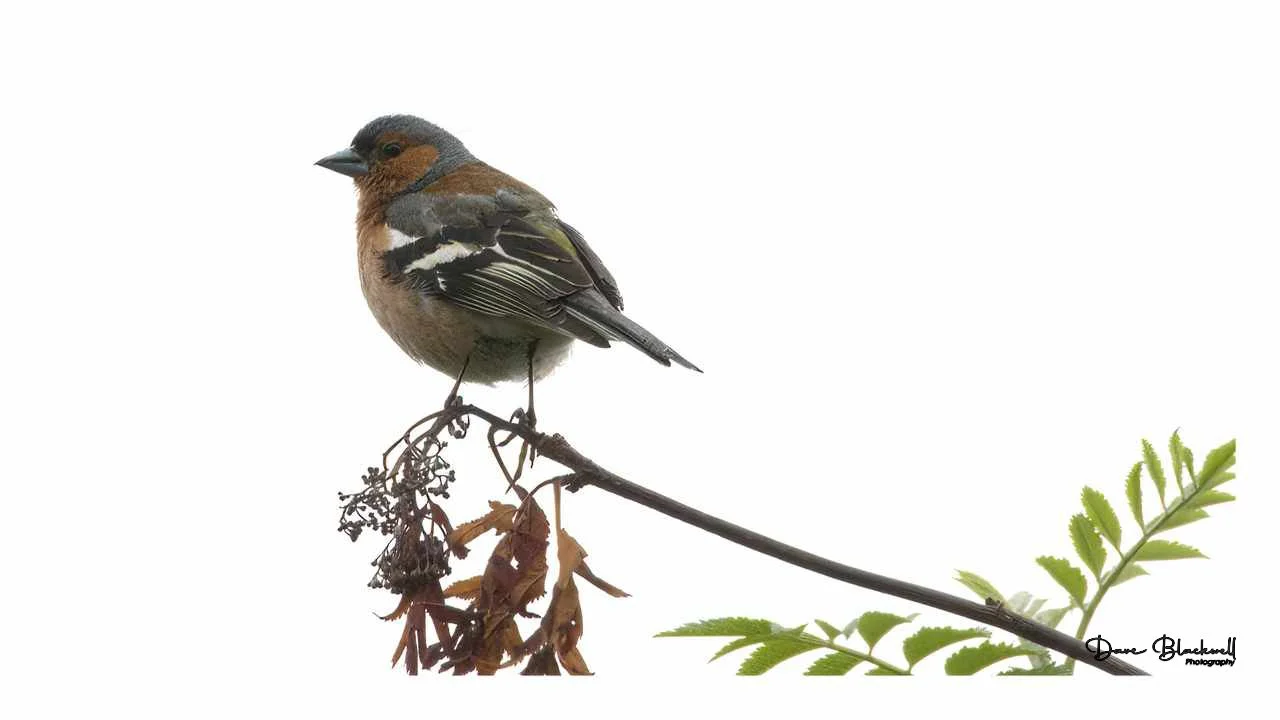 Chaffinch (male)