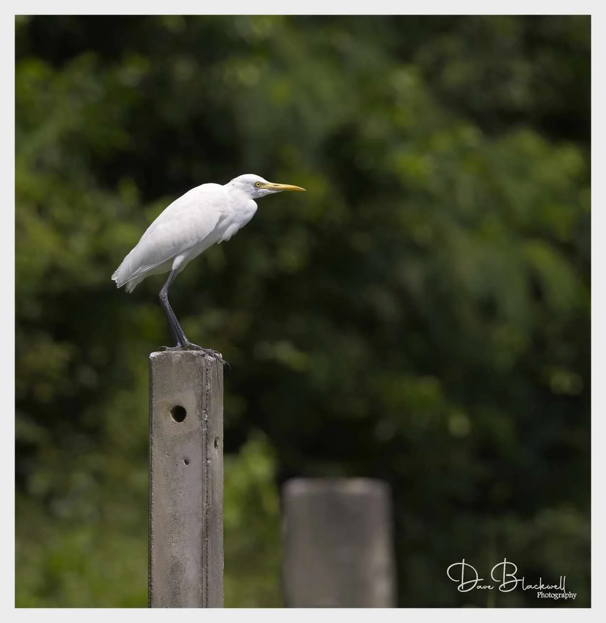 Yellow Billed Egret