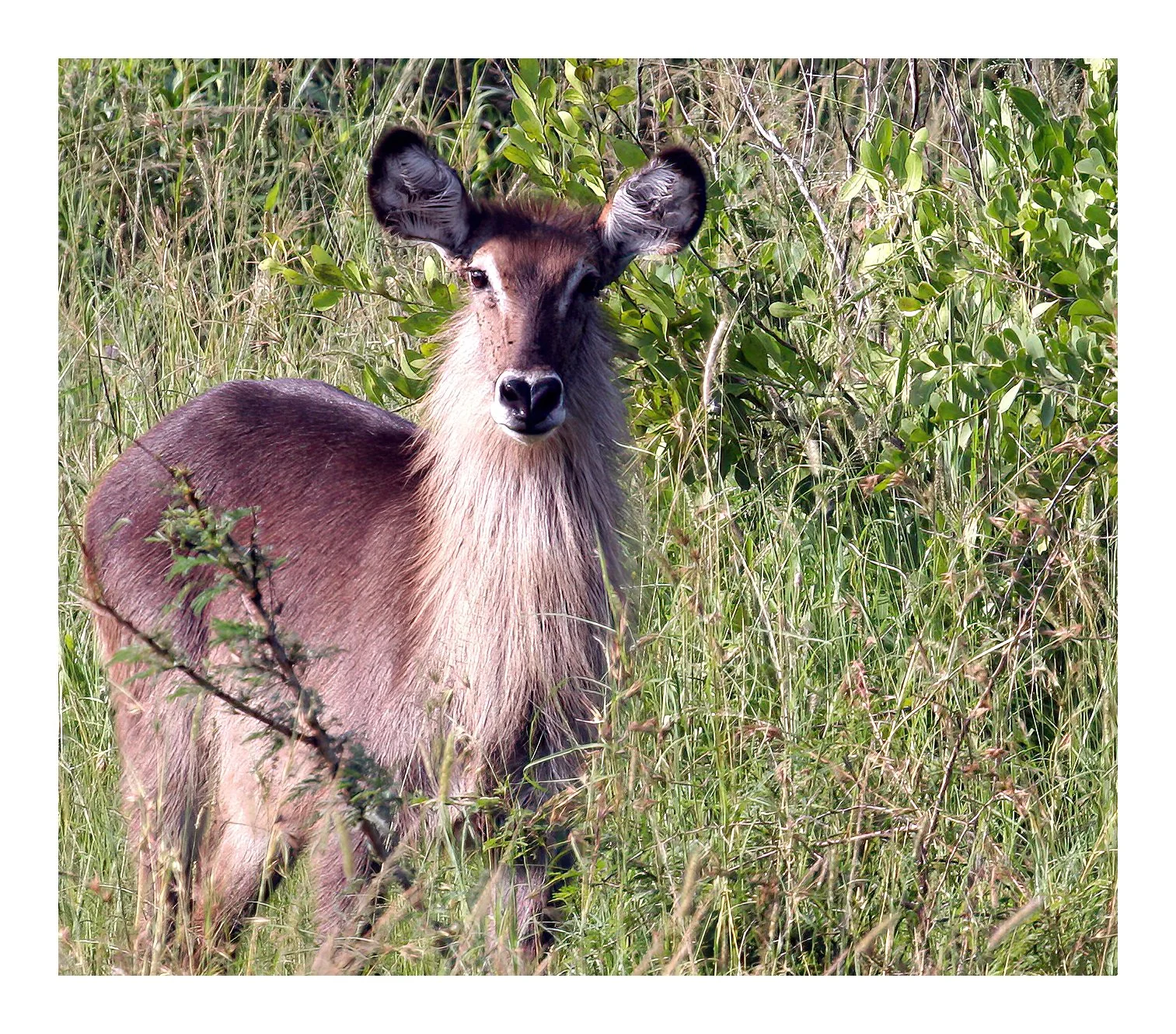 Waterbuck