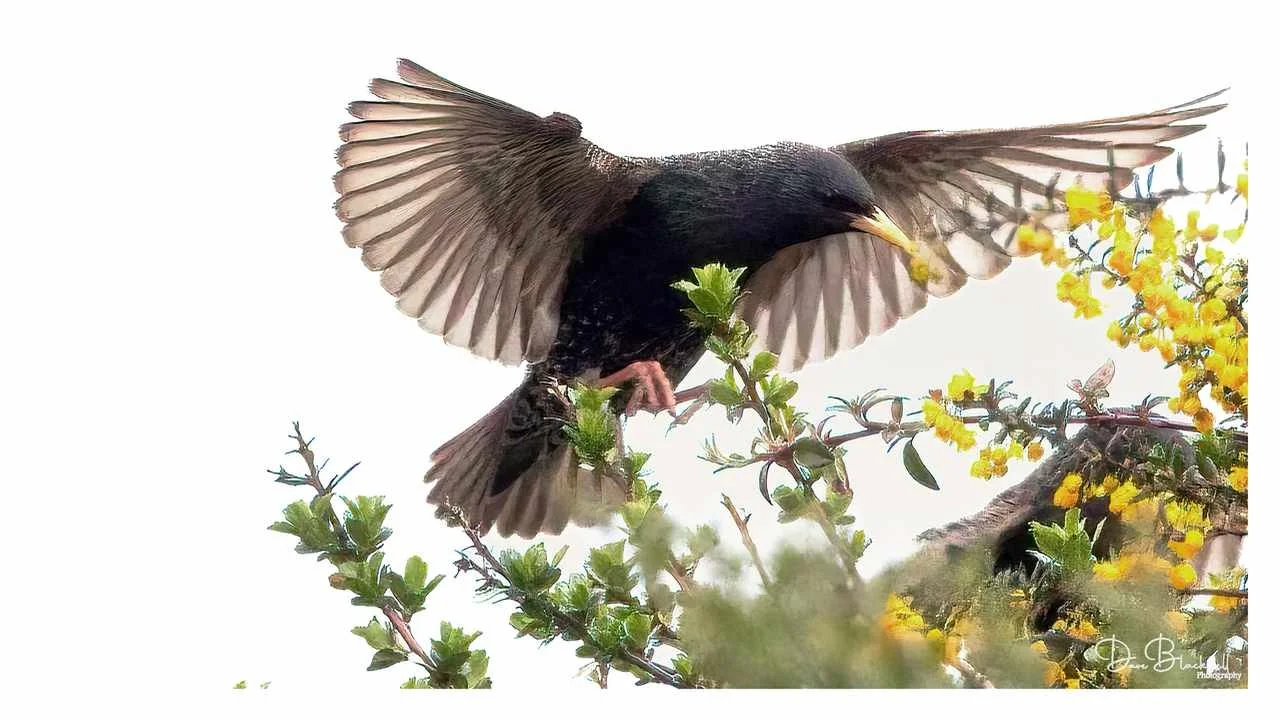 Starling
