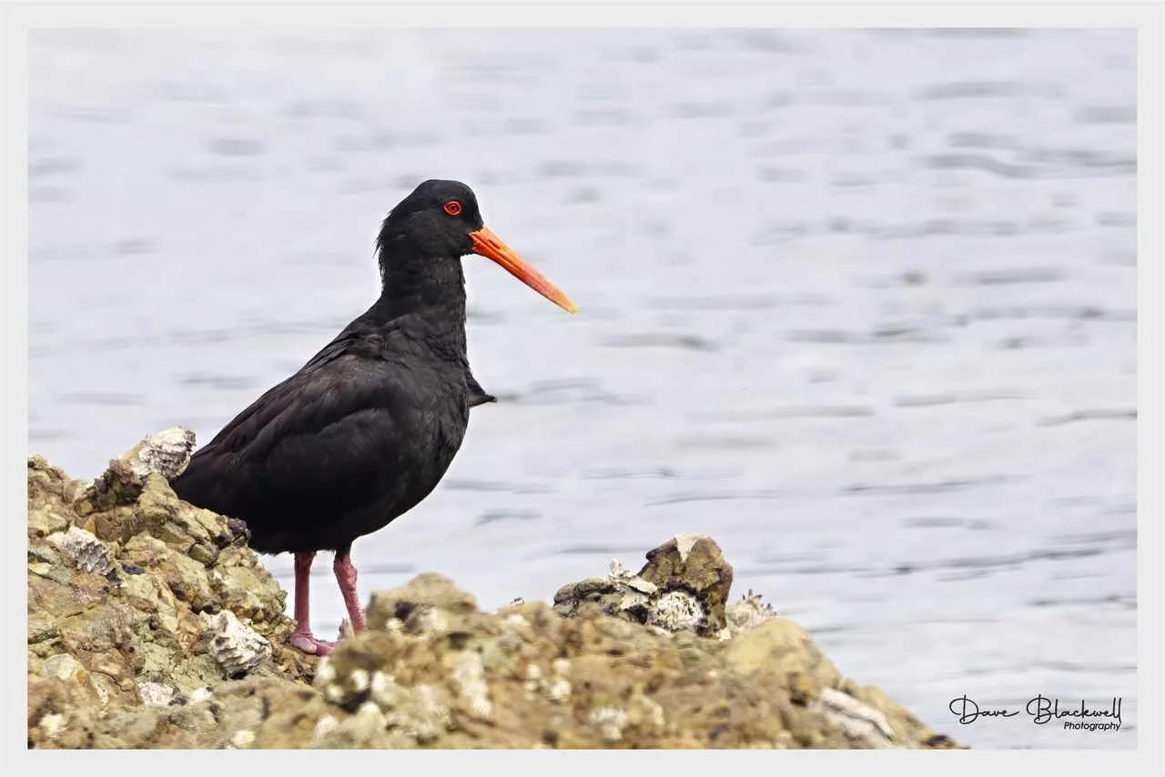 Variable Oyster Catcher
