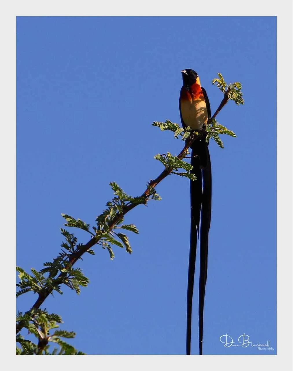 Long tailed Paradise Wydah