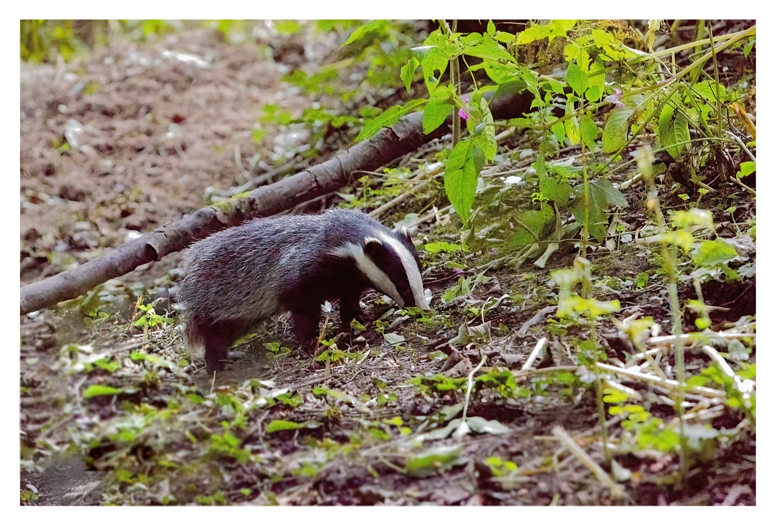 Badger