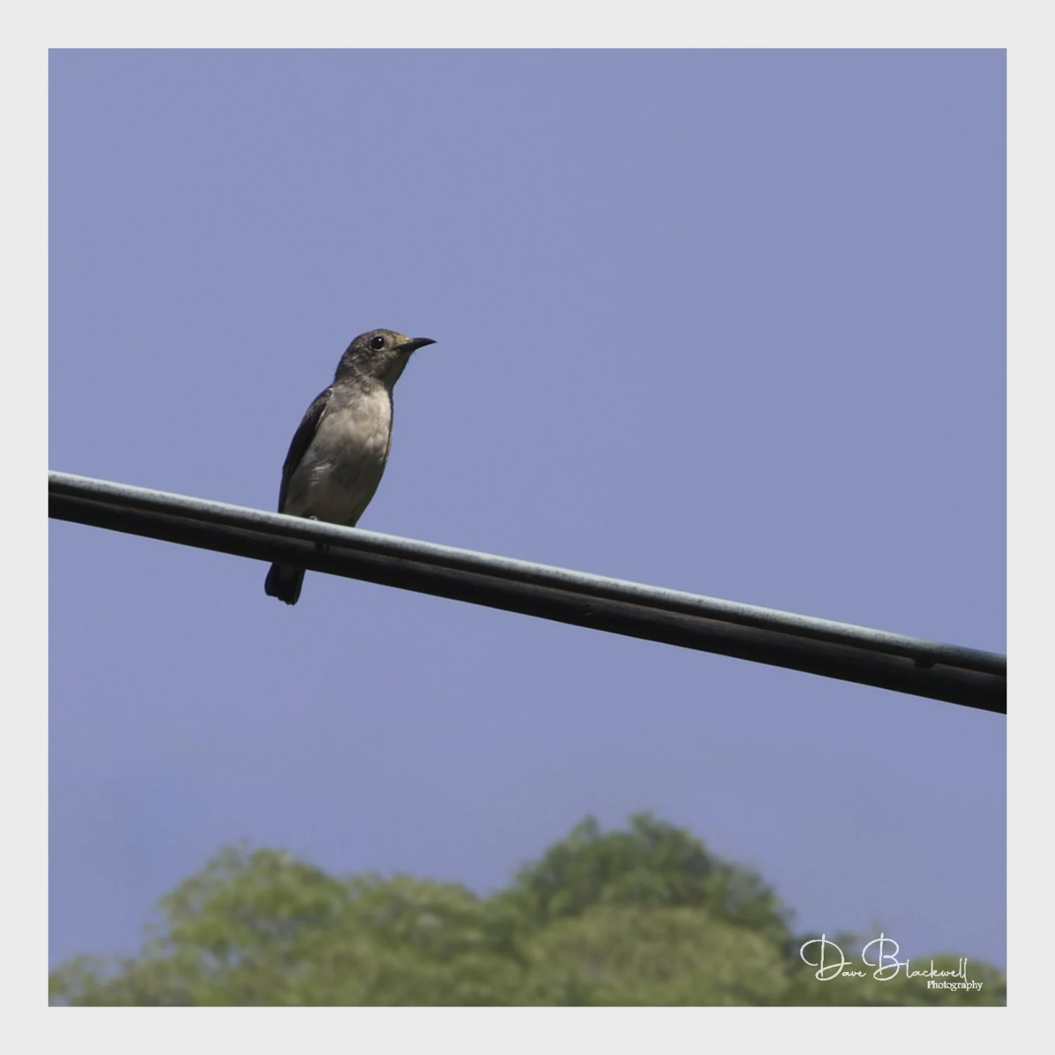 Scarlet Backed Flower Picker