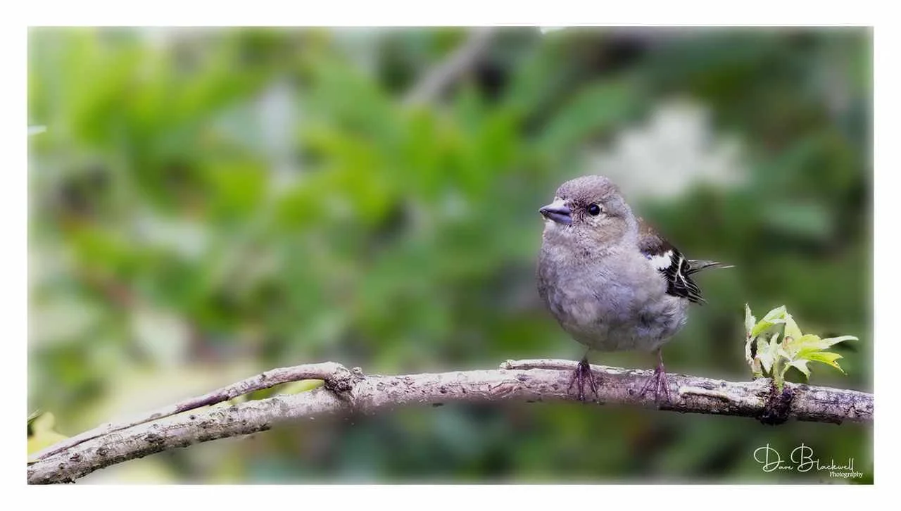 Chaffinch (Female)
