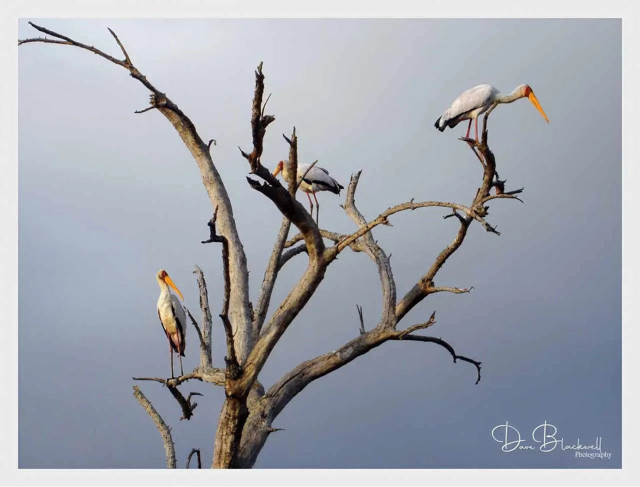 Yellow Billed Stork