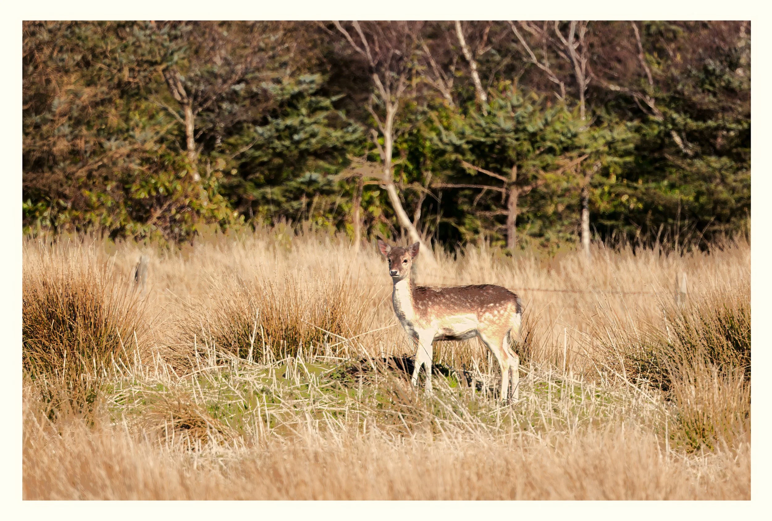 Fallow Deer