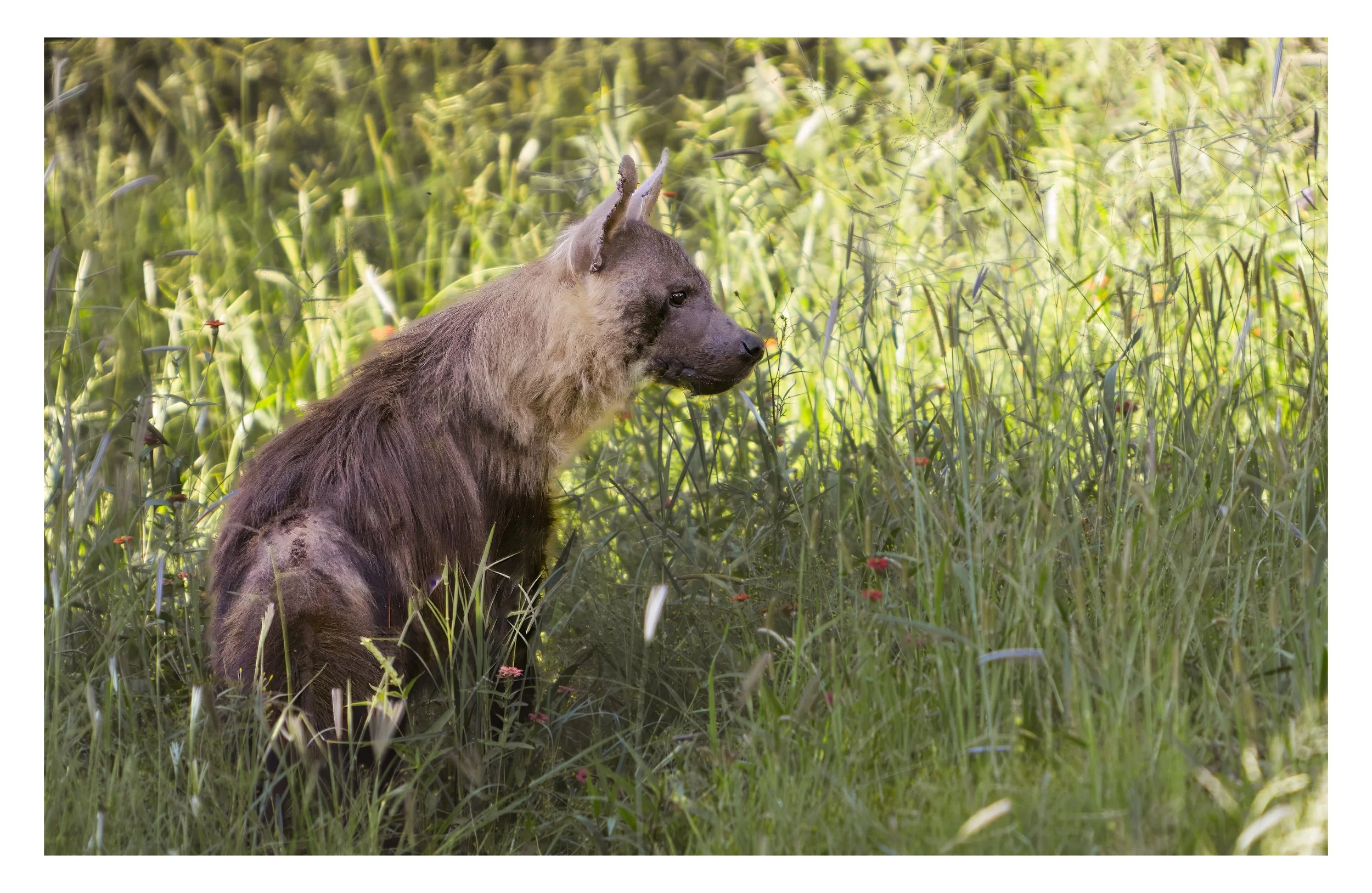 Brown Hyena