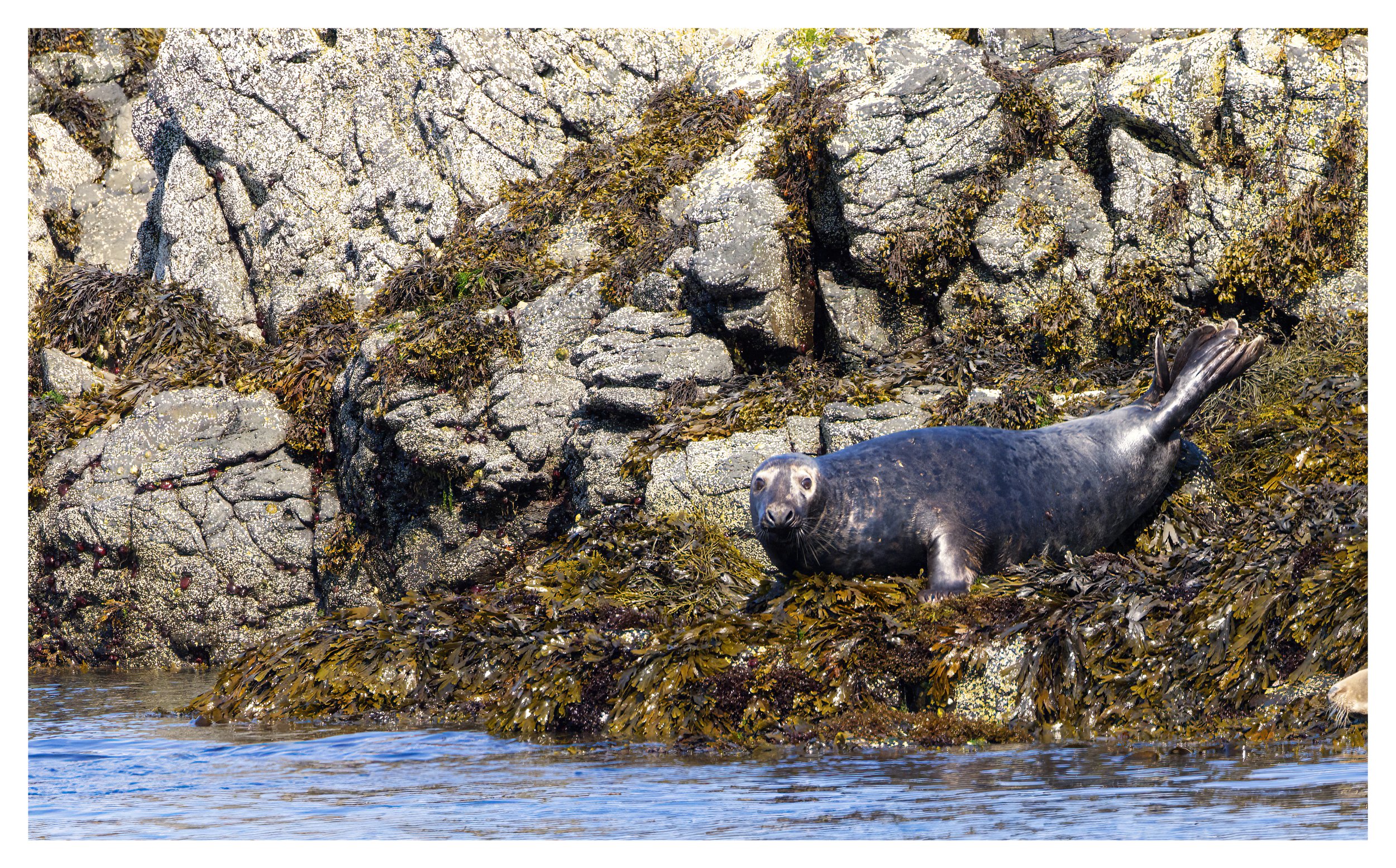 Common Seal