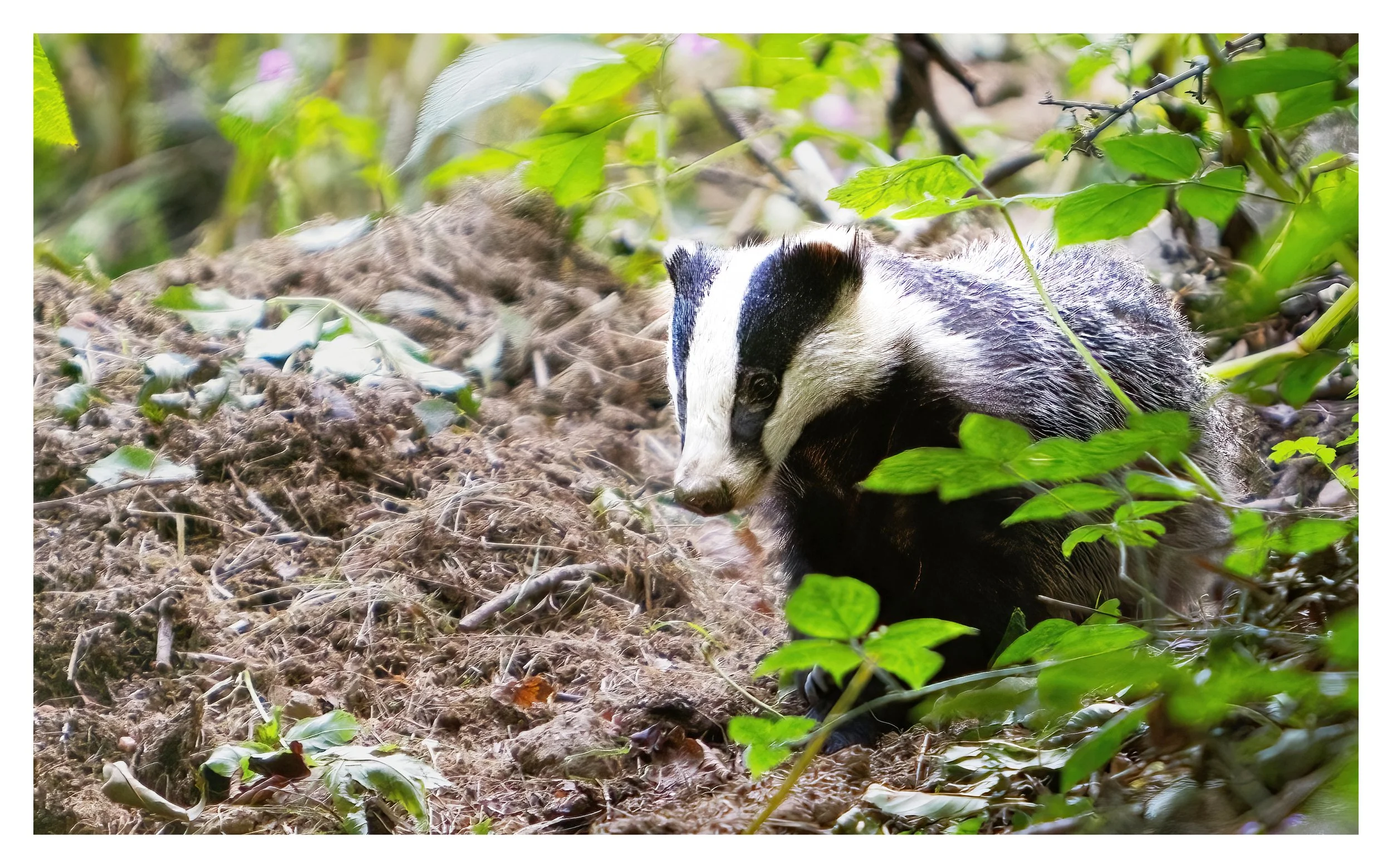 Badger