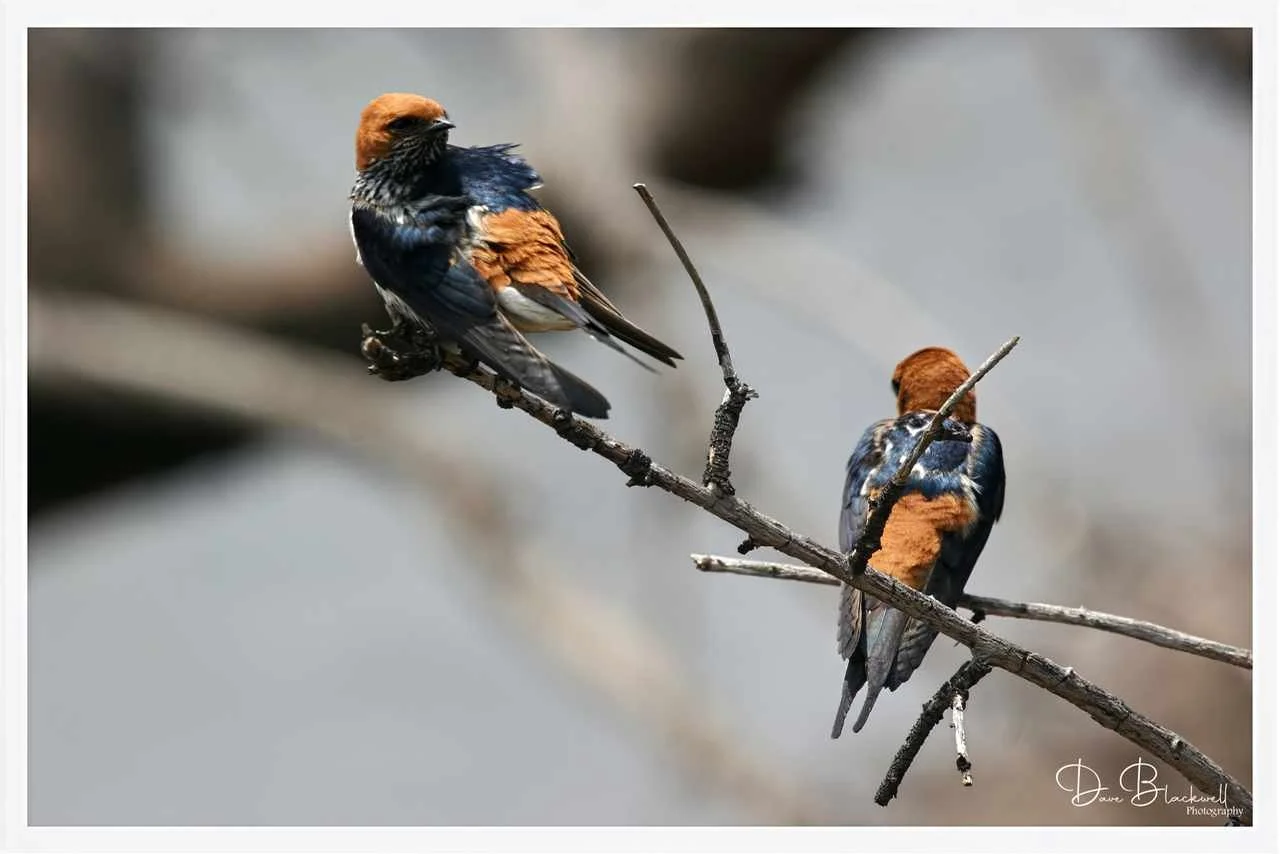 Lesser Stripped Swallows