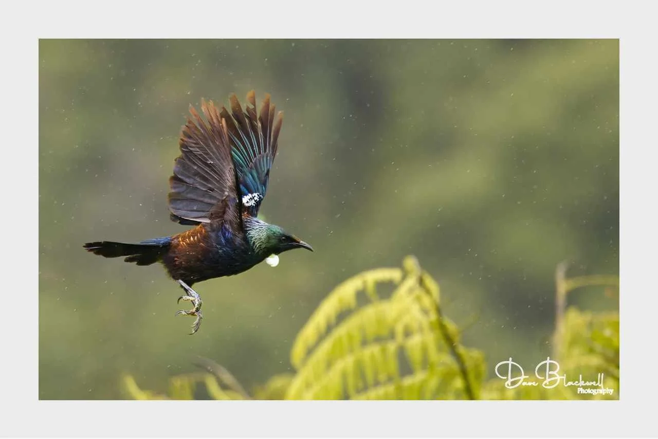 Tui Bird