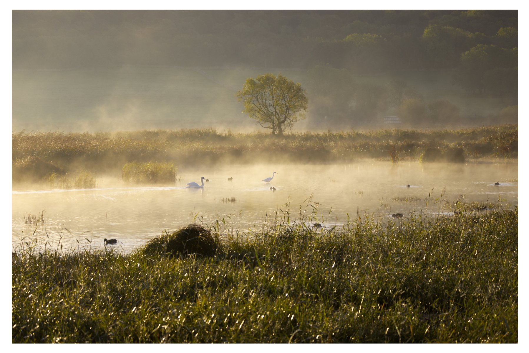 Morning mist Leighton Moss