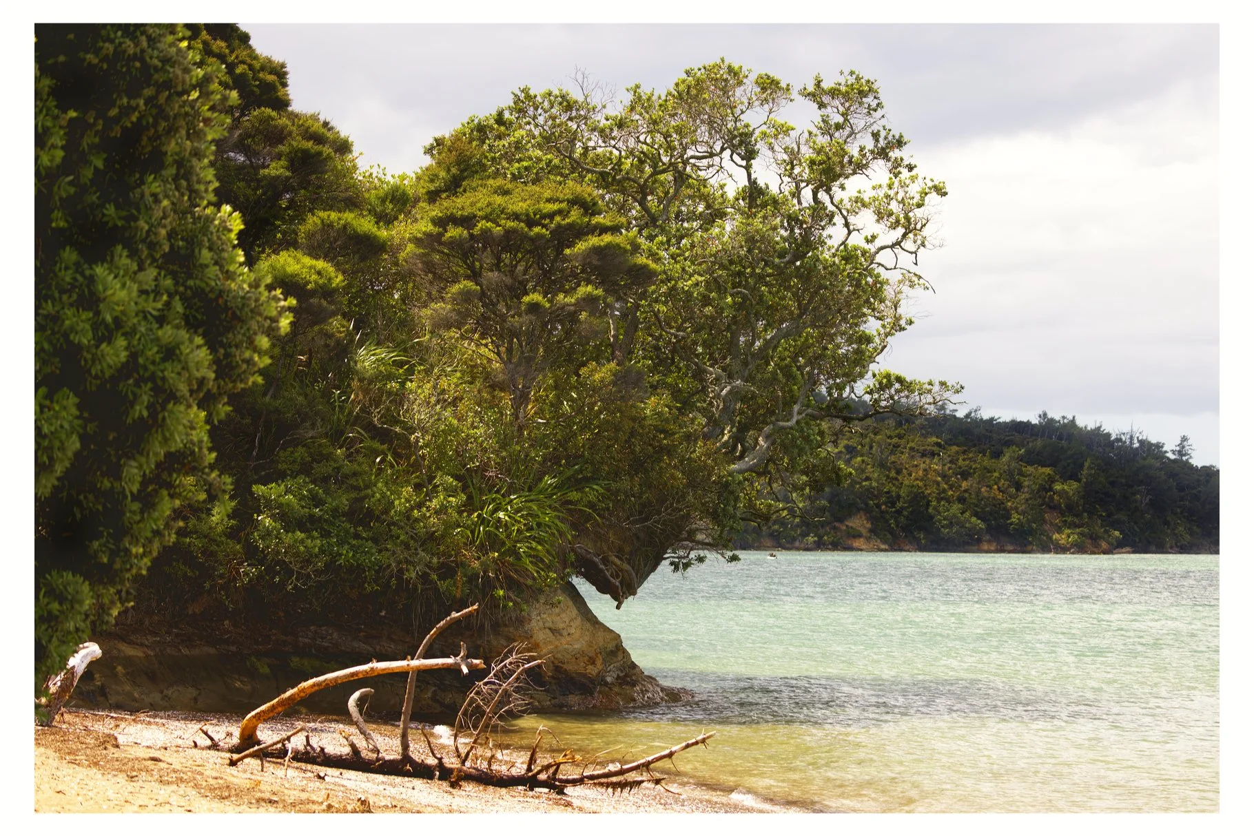Shelly Beach NZ