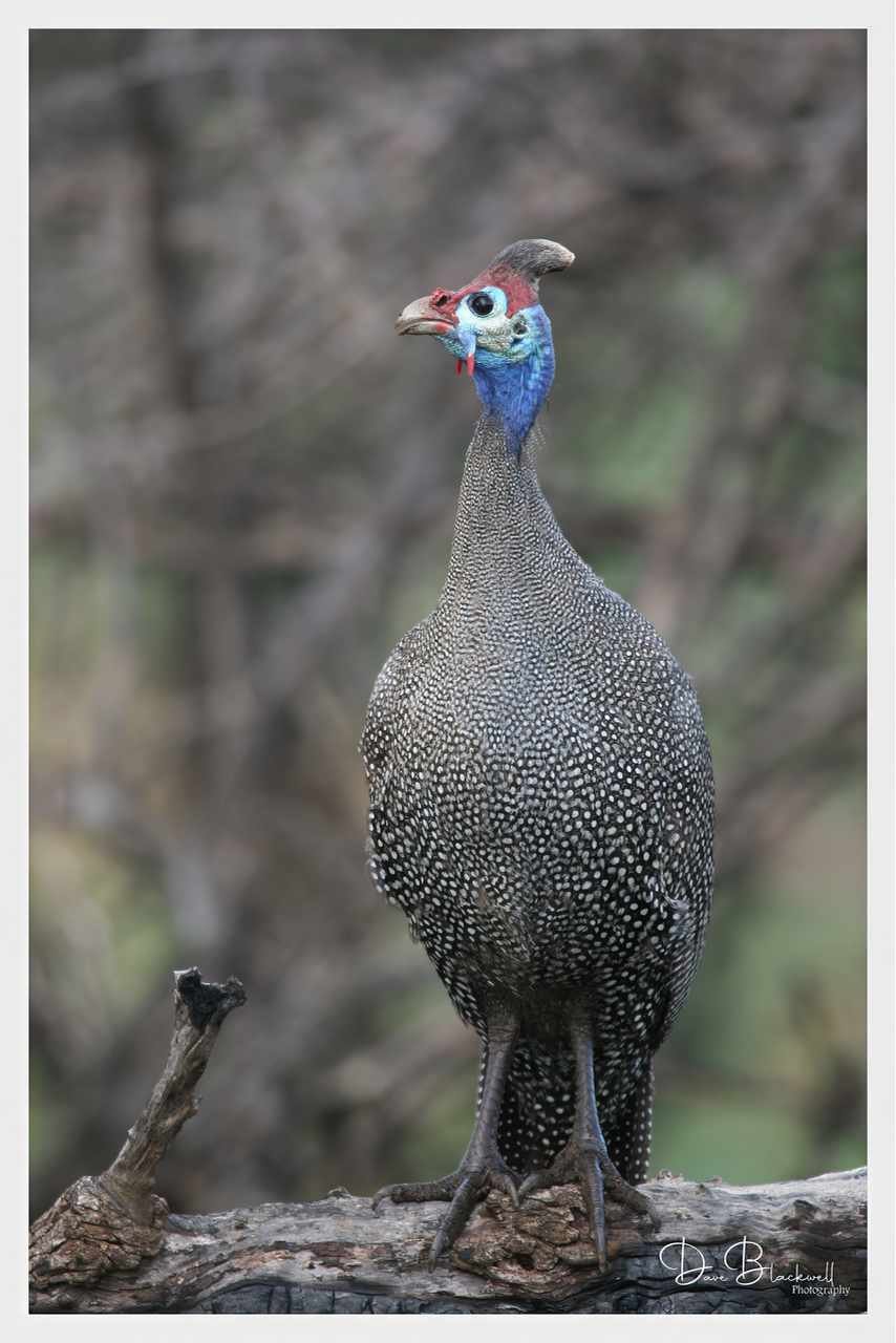 Helmeted Guinea Fowl