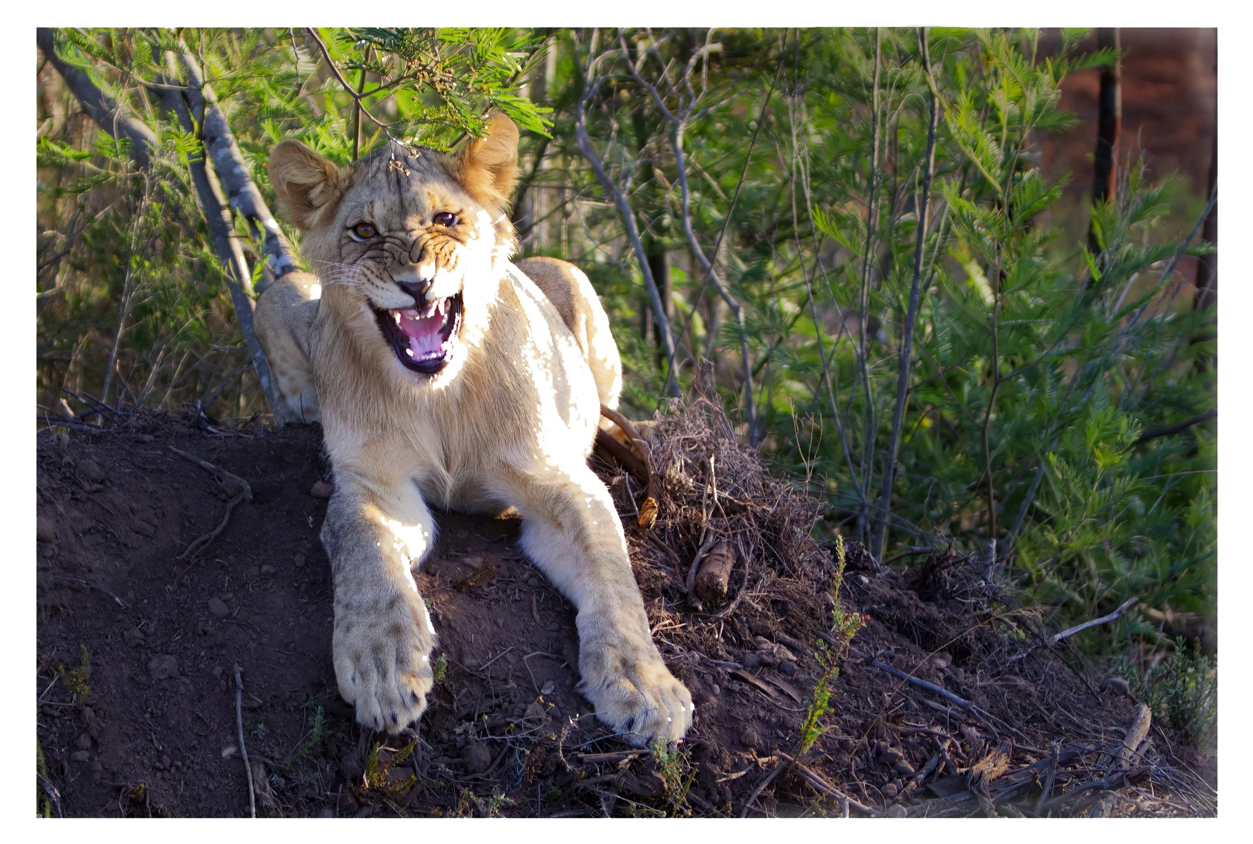 Cranky Adolescent Lion Cub
