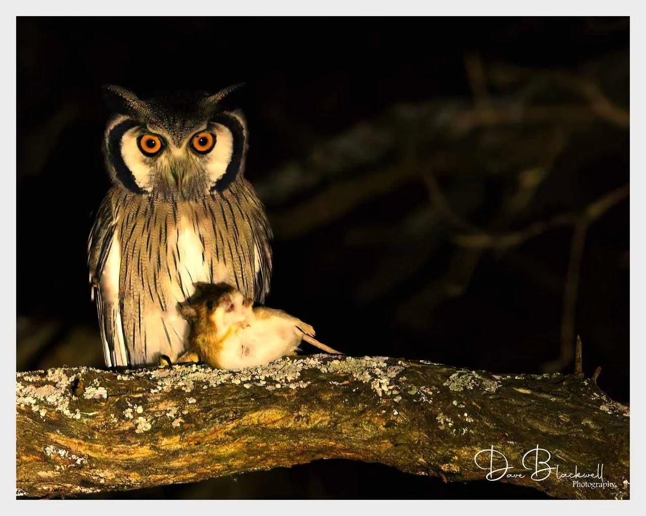 White faced Skops Owl