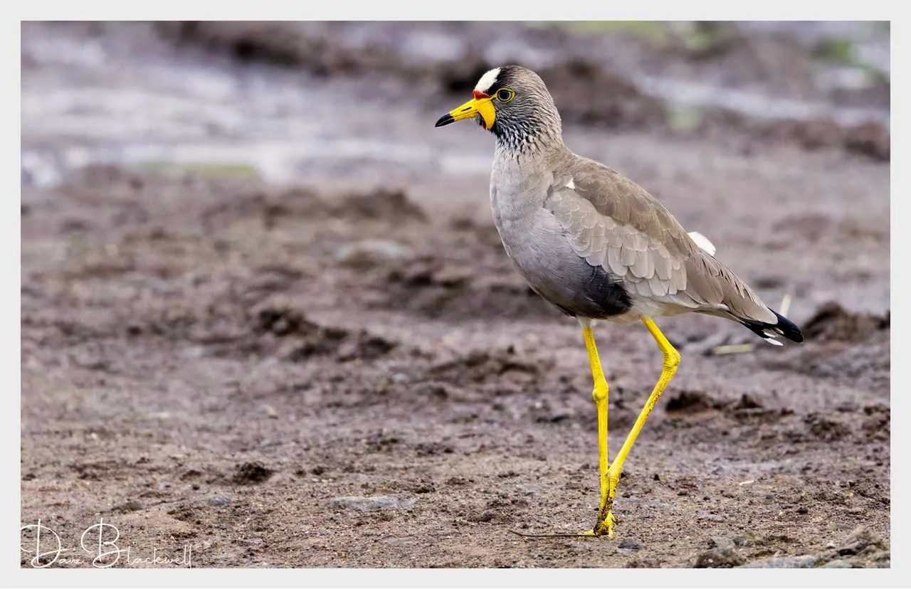 Wattled lapwing