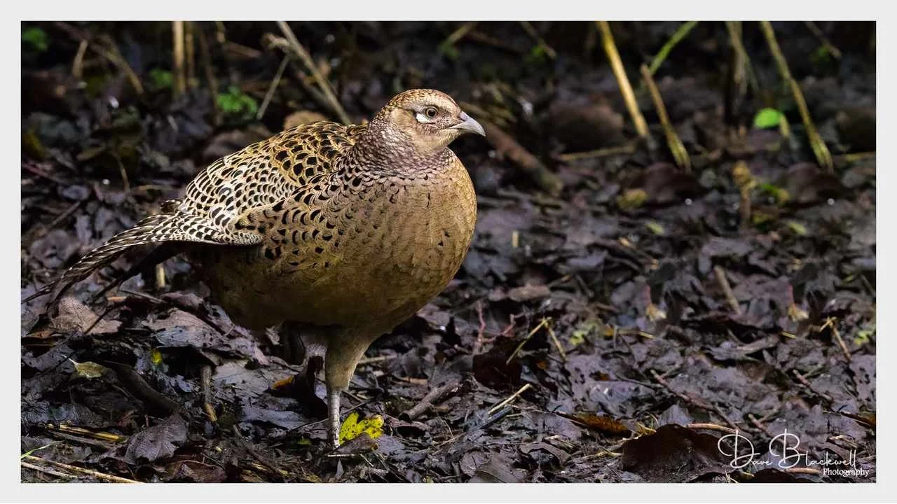 Hen Pheasant
