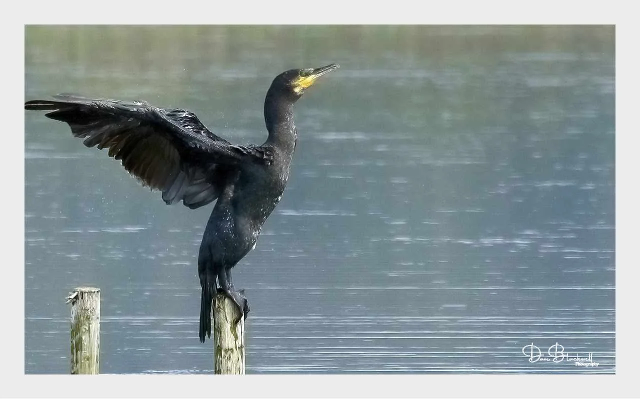 Cormorant