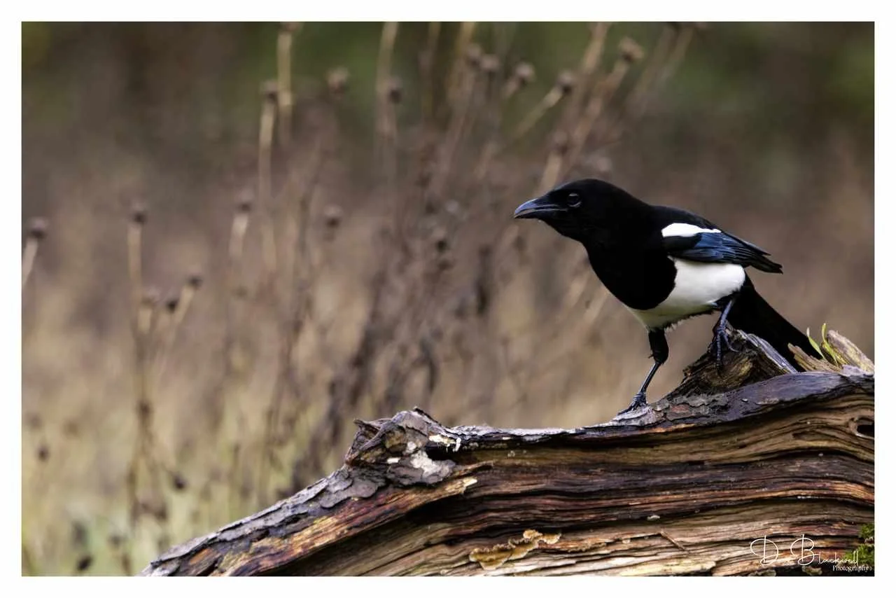Magpie