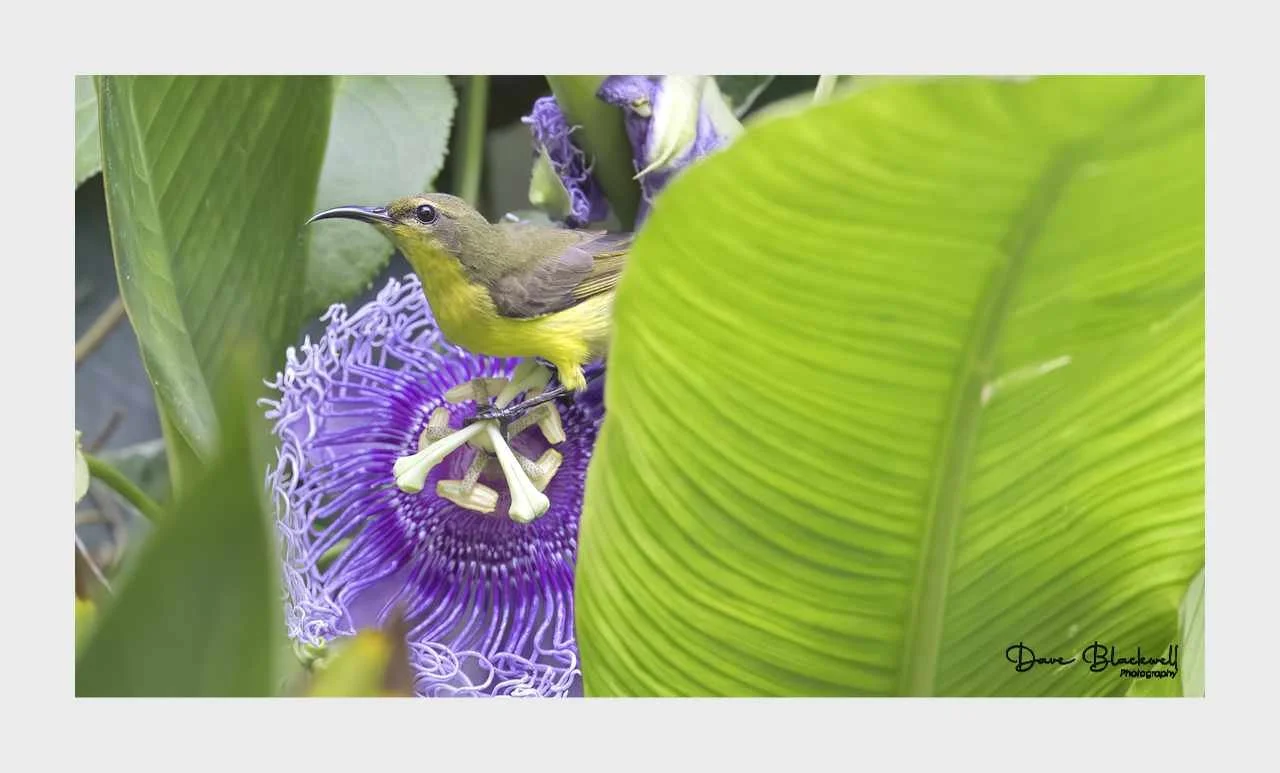 Ornate Sunbird (Female)