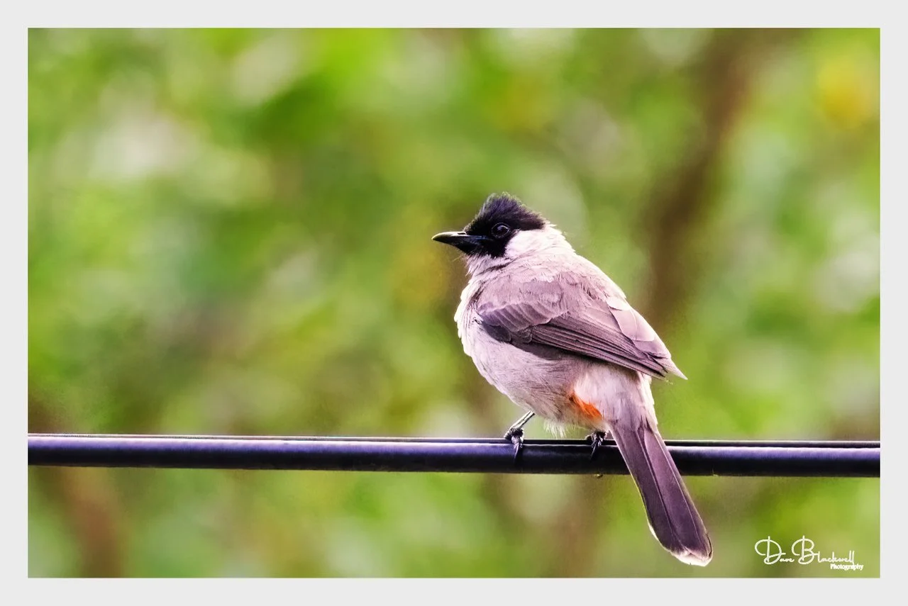 Sooty Headed Bulbul