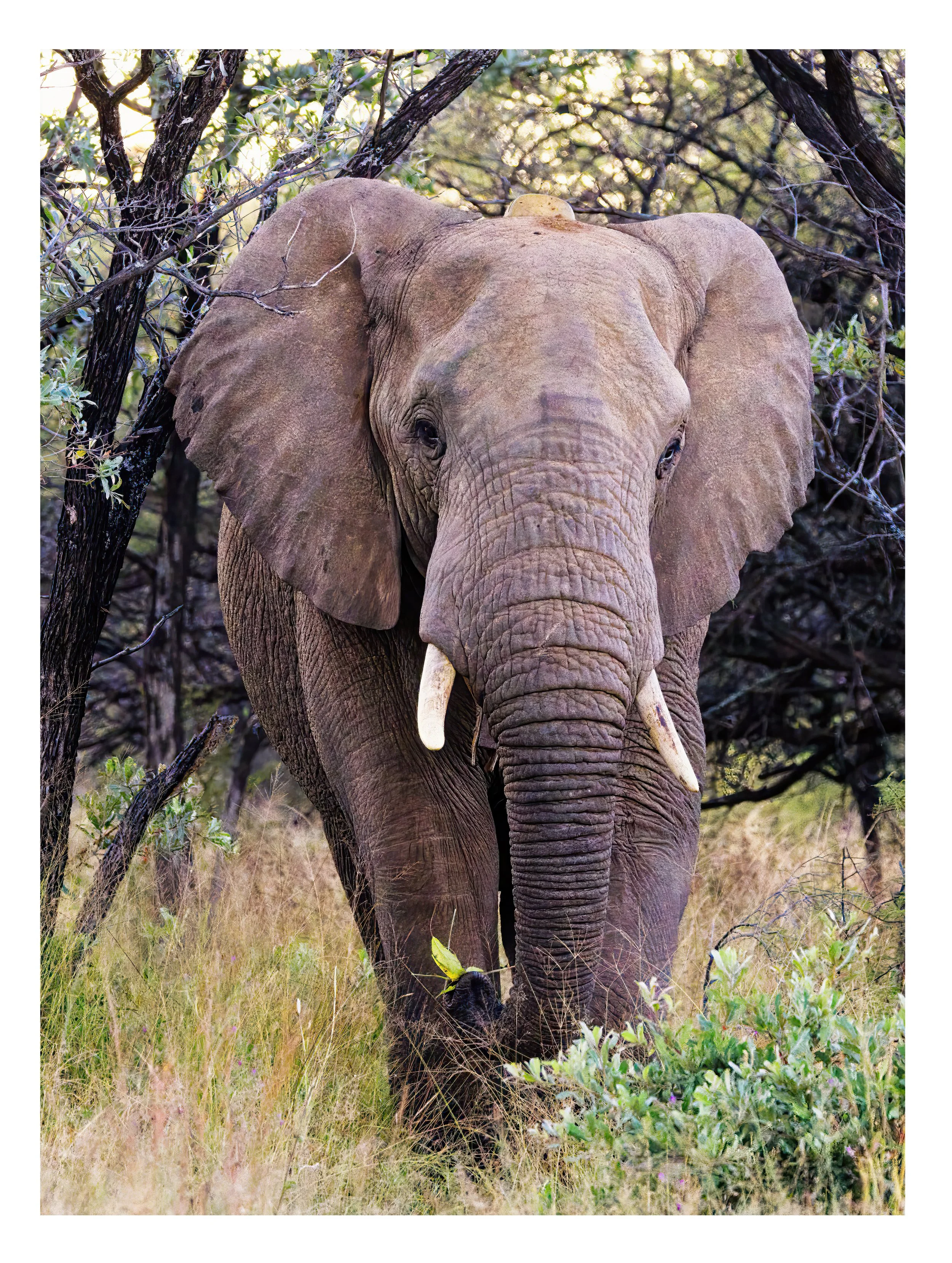 Large Bull Elephant