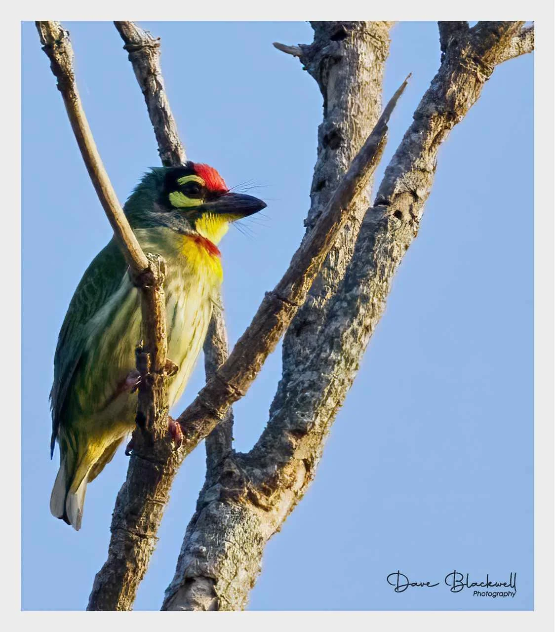 Coppersmith barbet