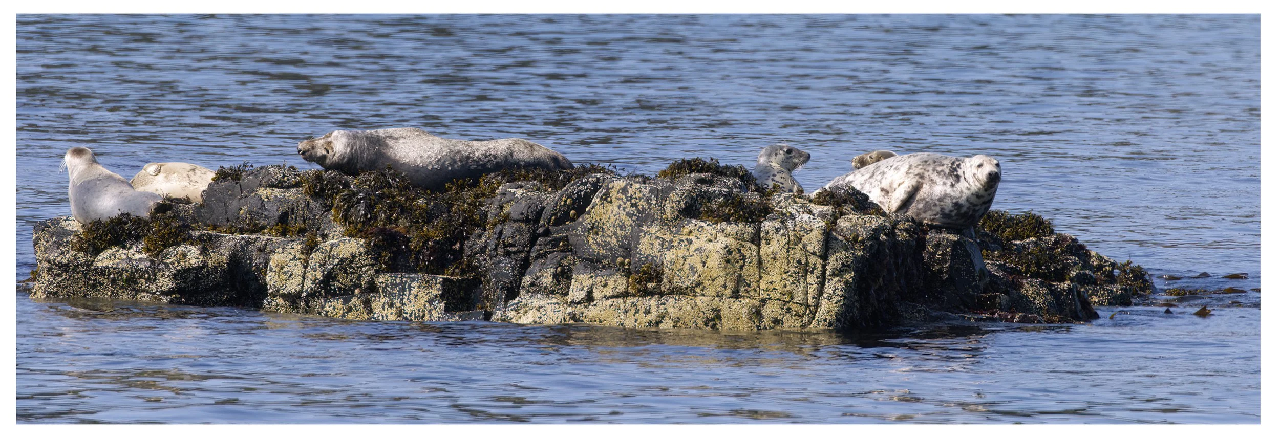 Grey seal