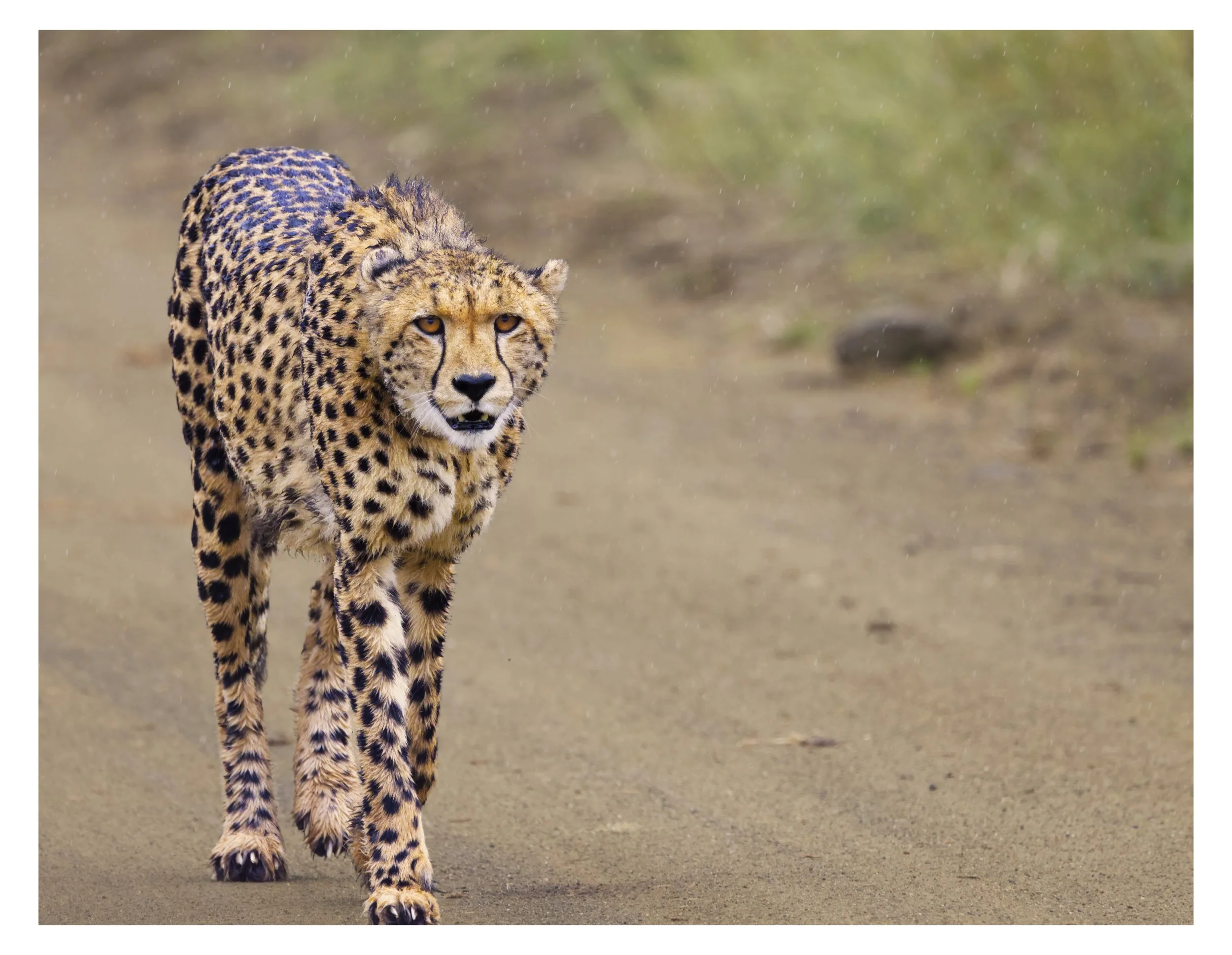 Female Cheetah spots possible prey.