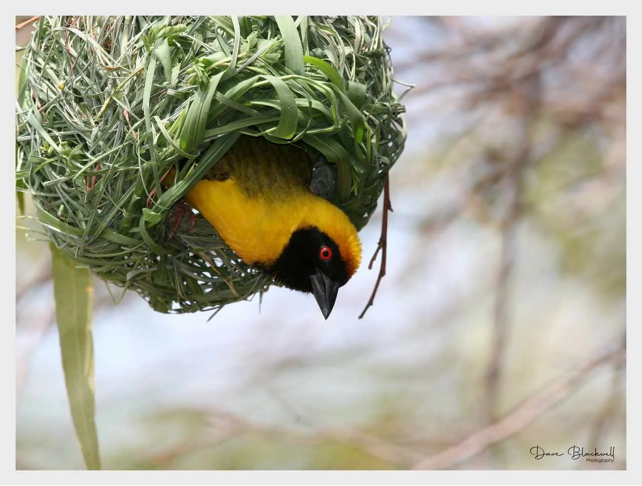 Southern Masked Weaver