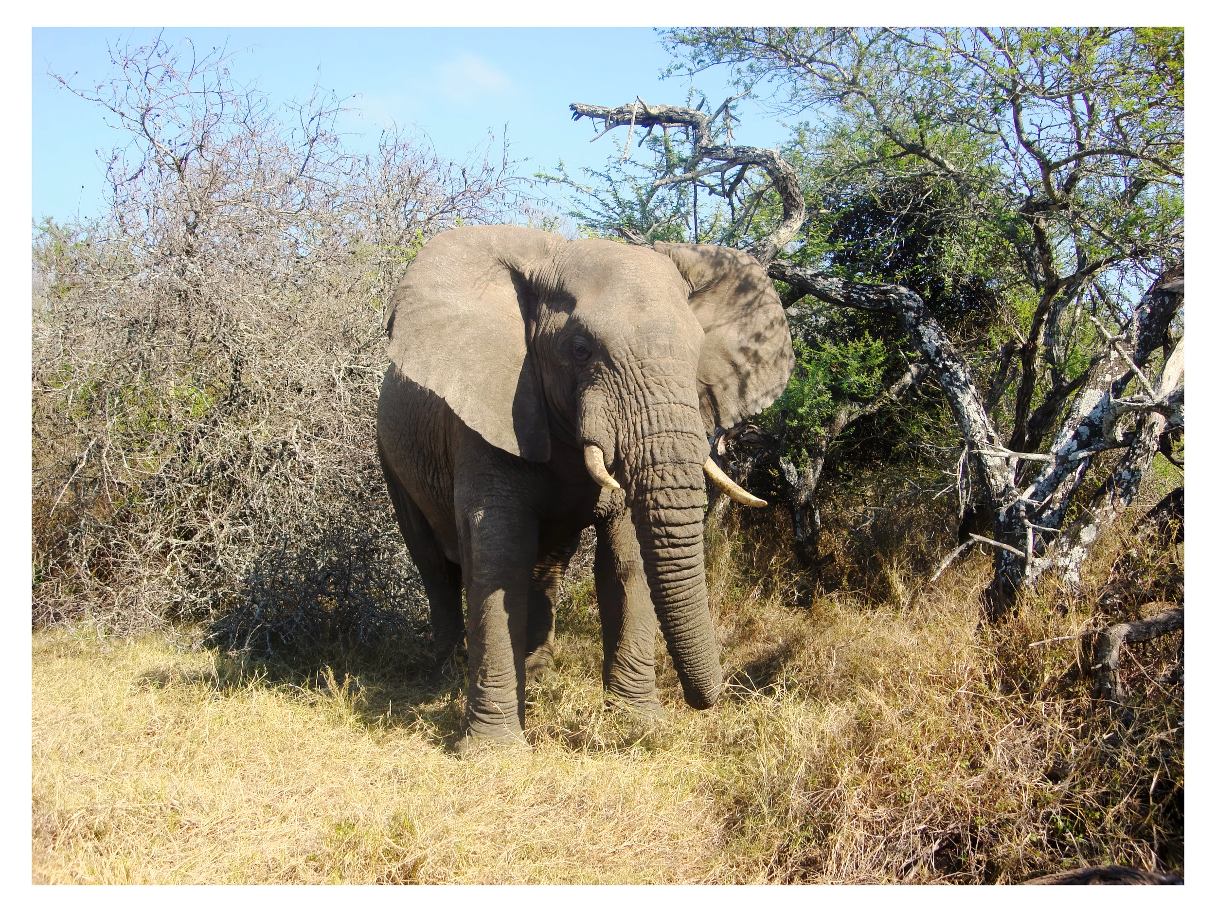 Large Female Elephant