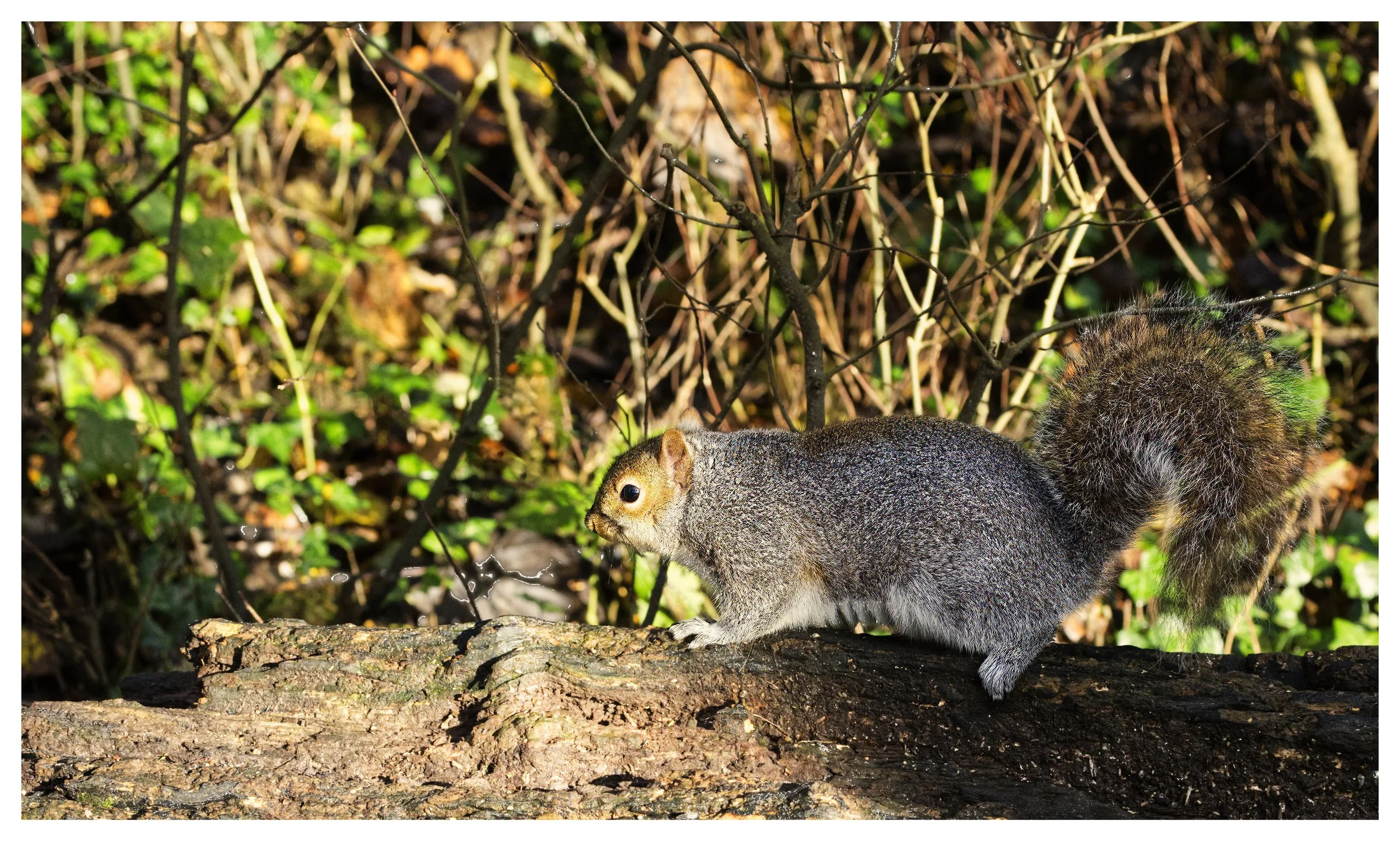 Grey Squirrel
