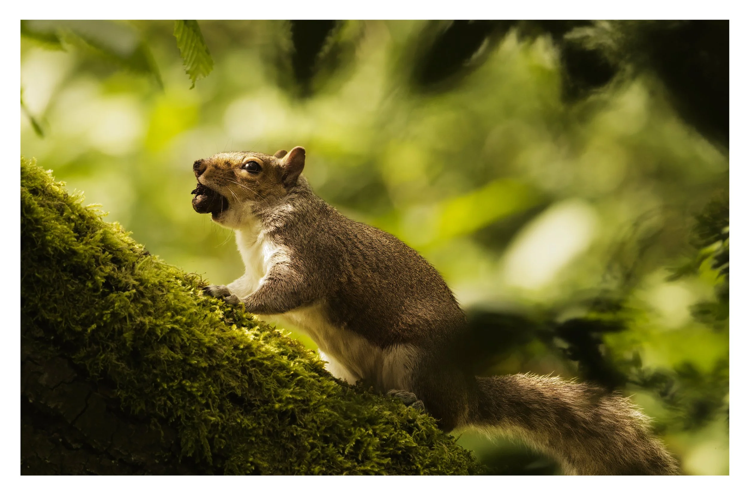 Grey Squirrel gathering Acorns