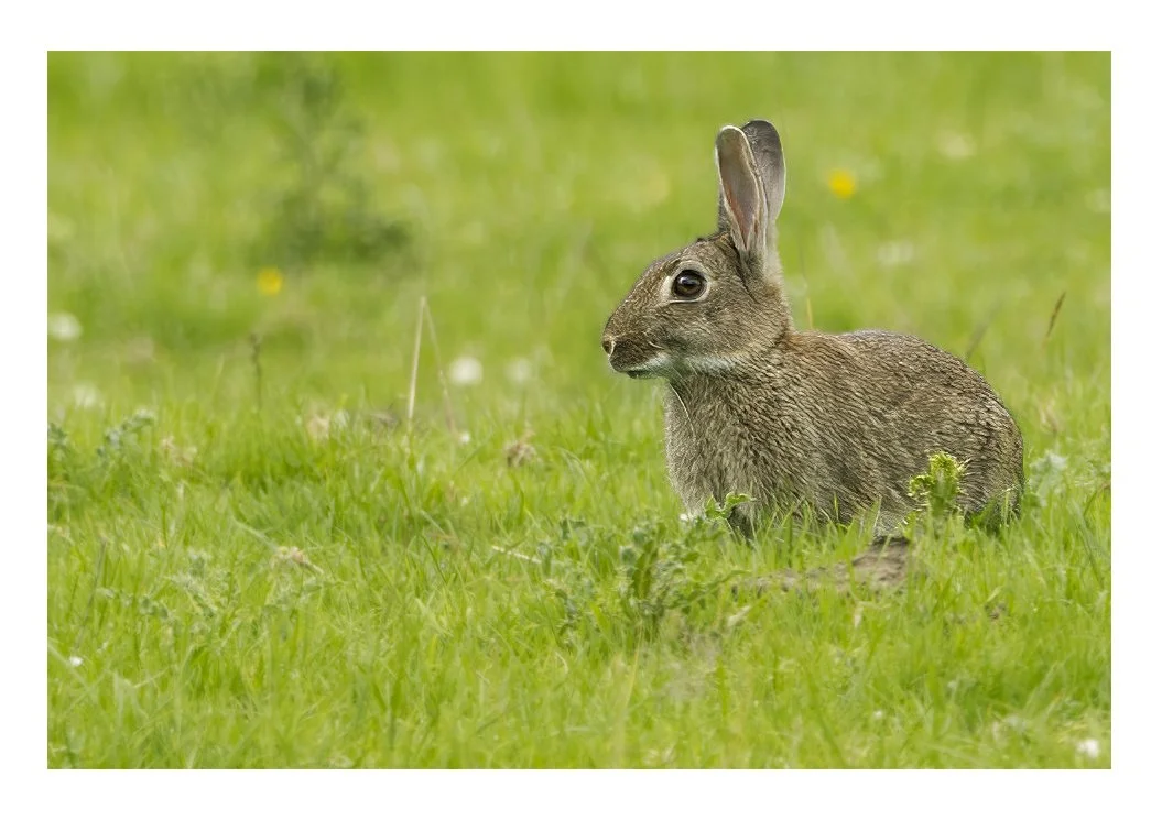 Brown Rabbit