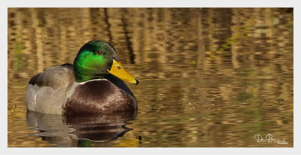 Mallard Drake