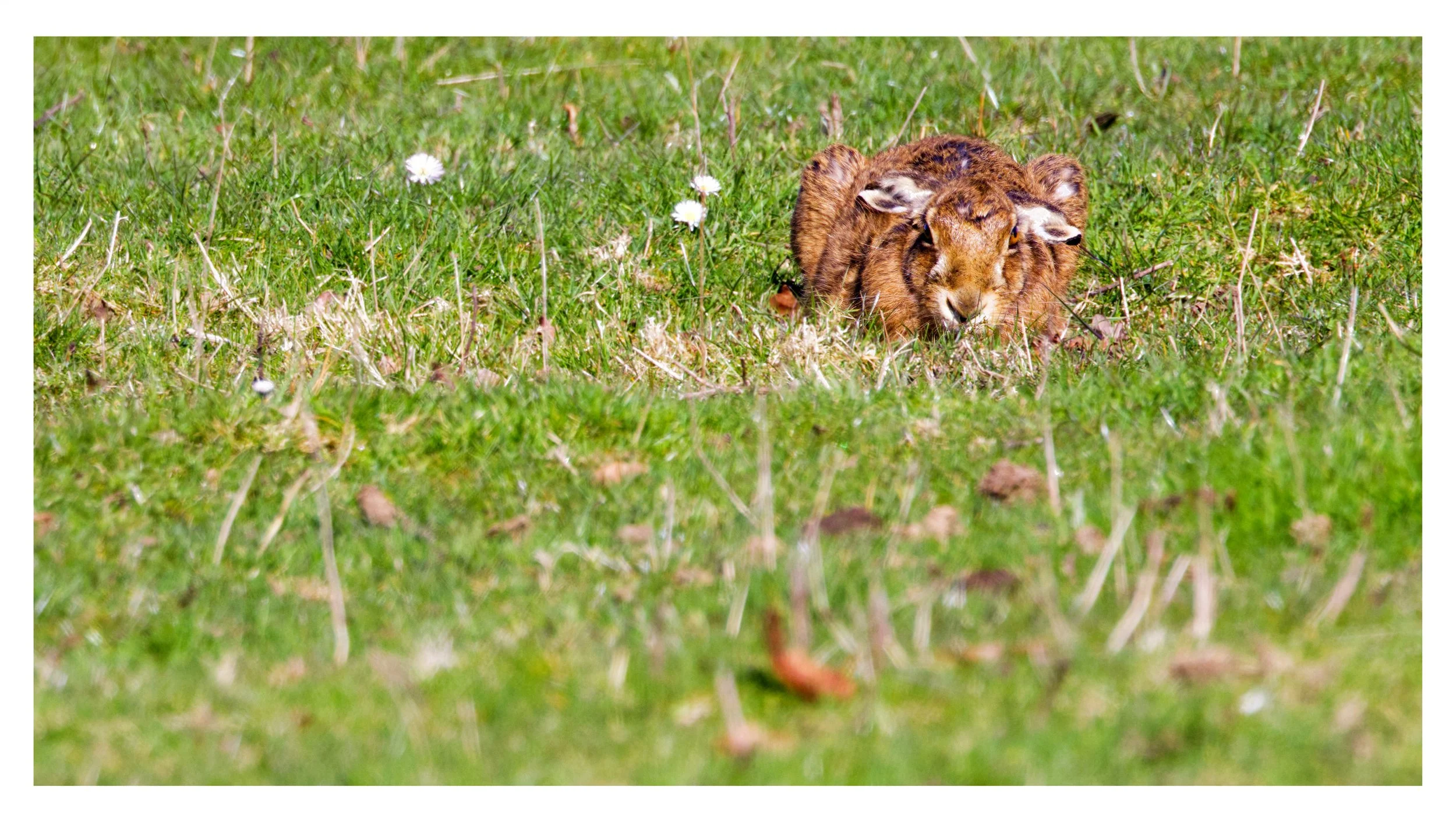 Brown Hare