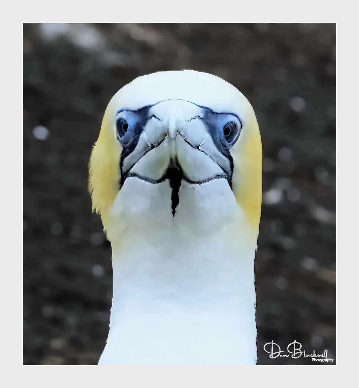 Southern Gannet