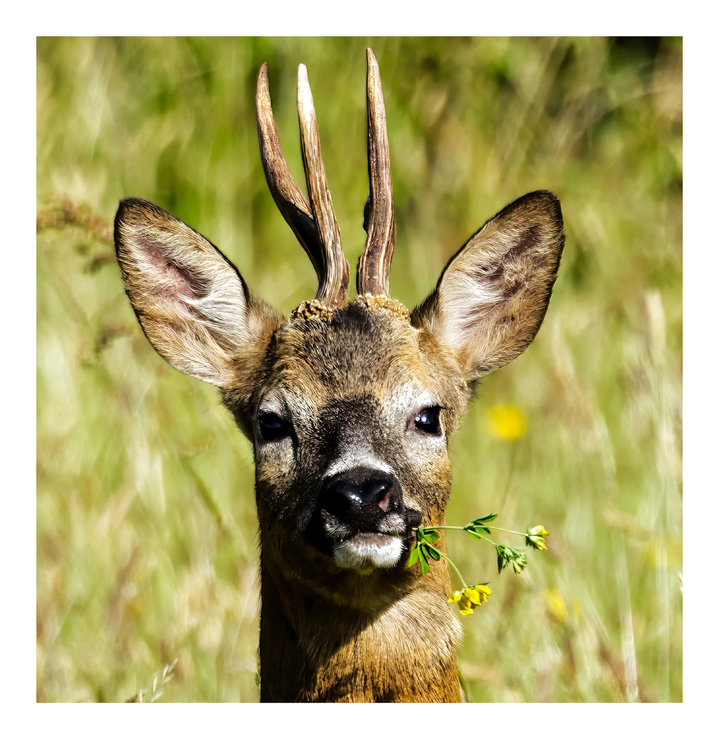 Roe Deer