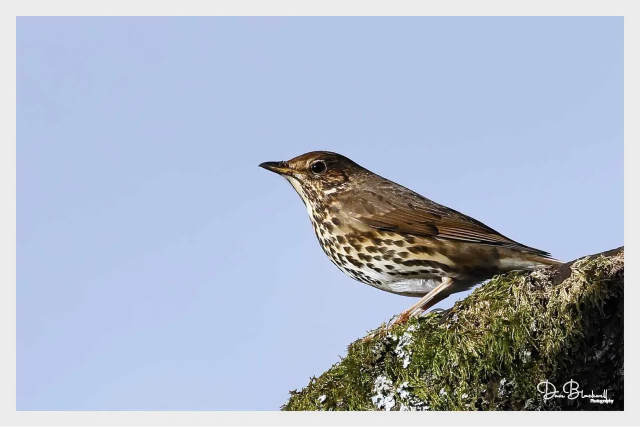 Song Thrush