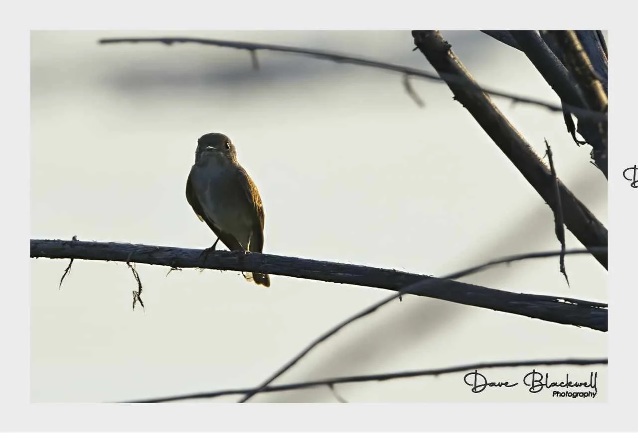 Olive Sided Fly catcher