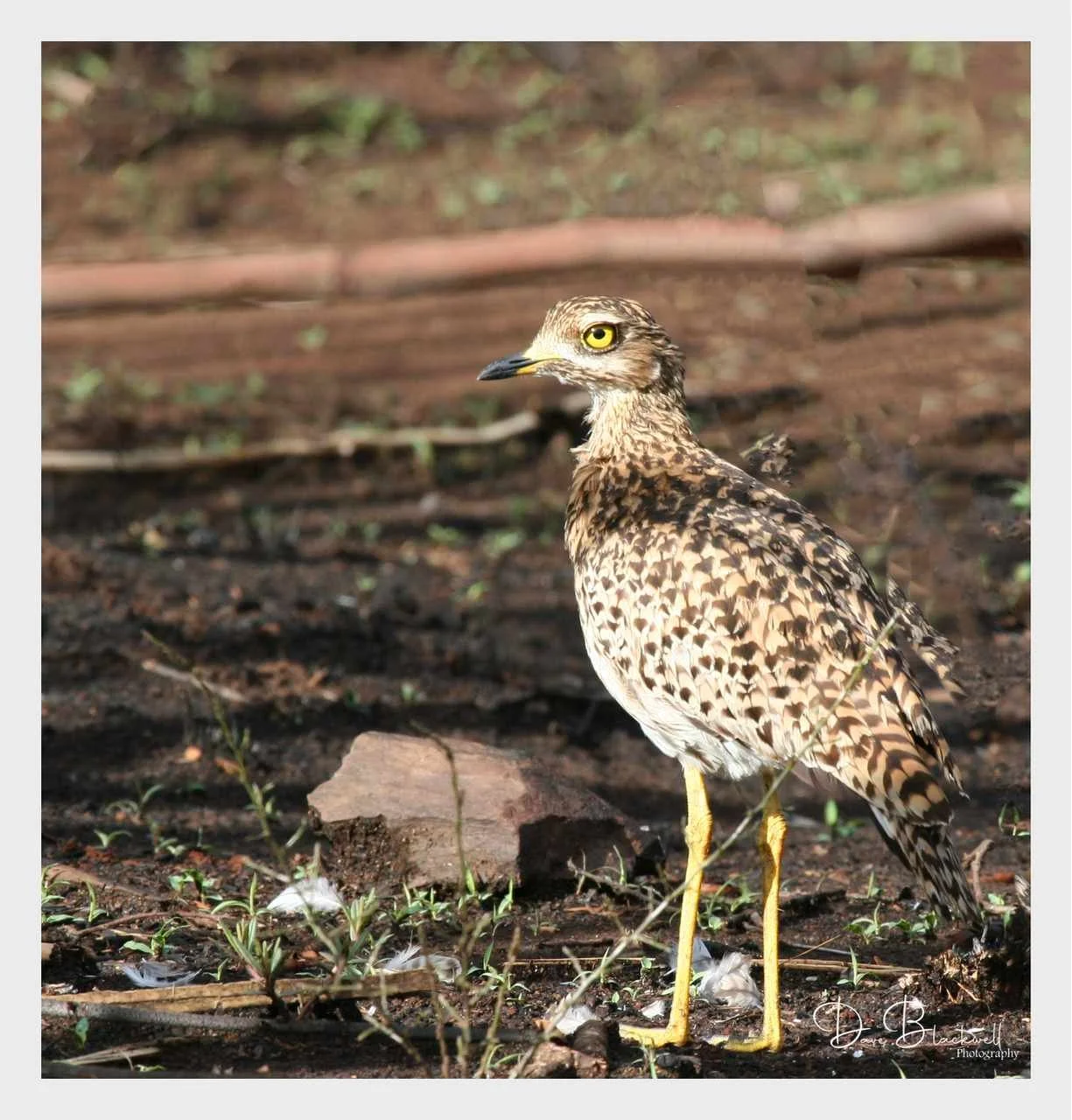 Thick knee