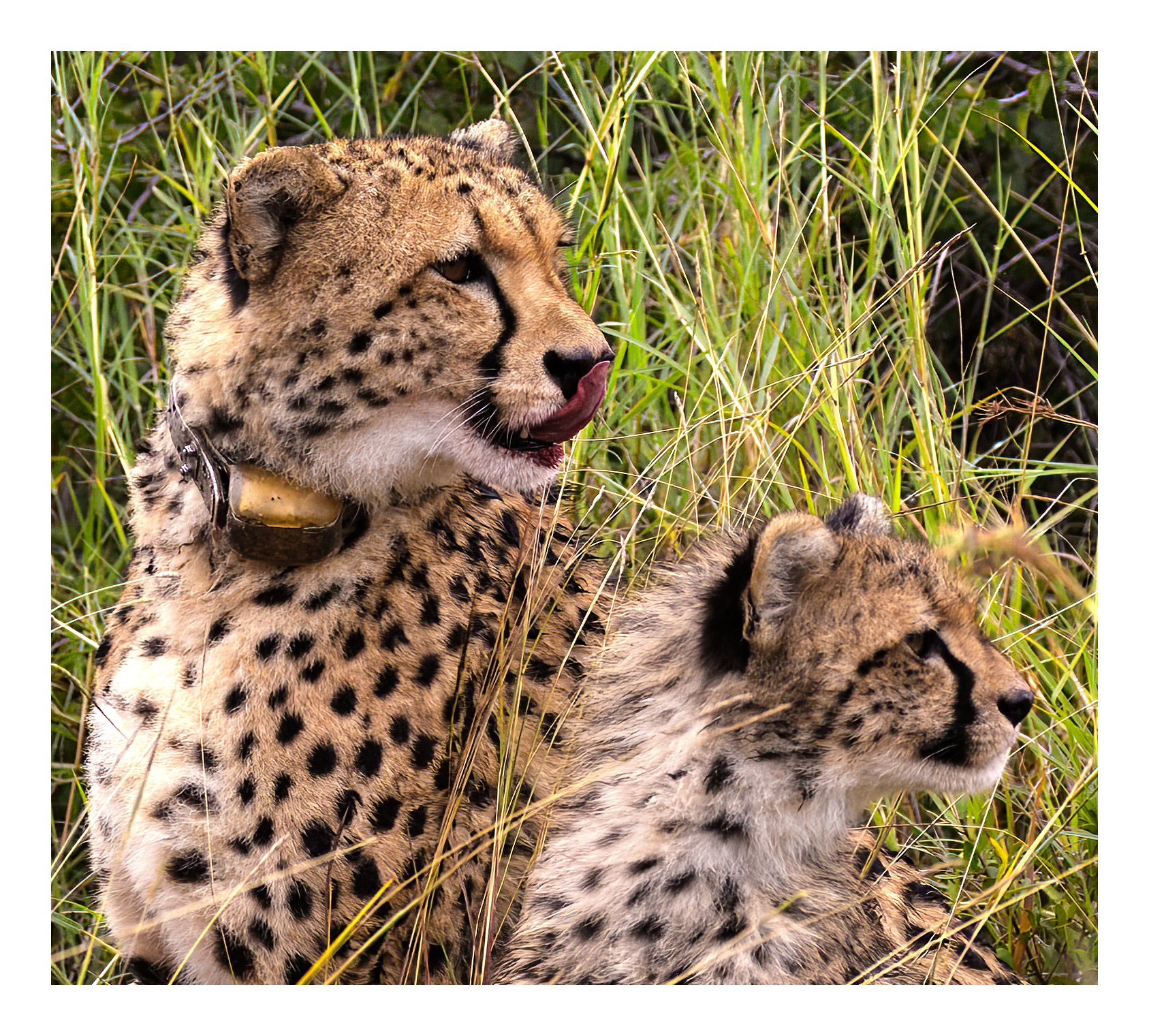  Cheetahs; Mum and son enjoy a meal  