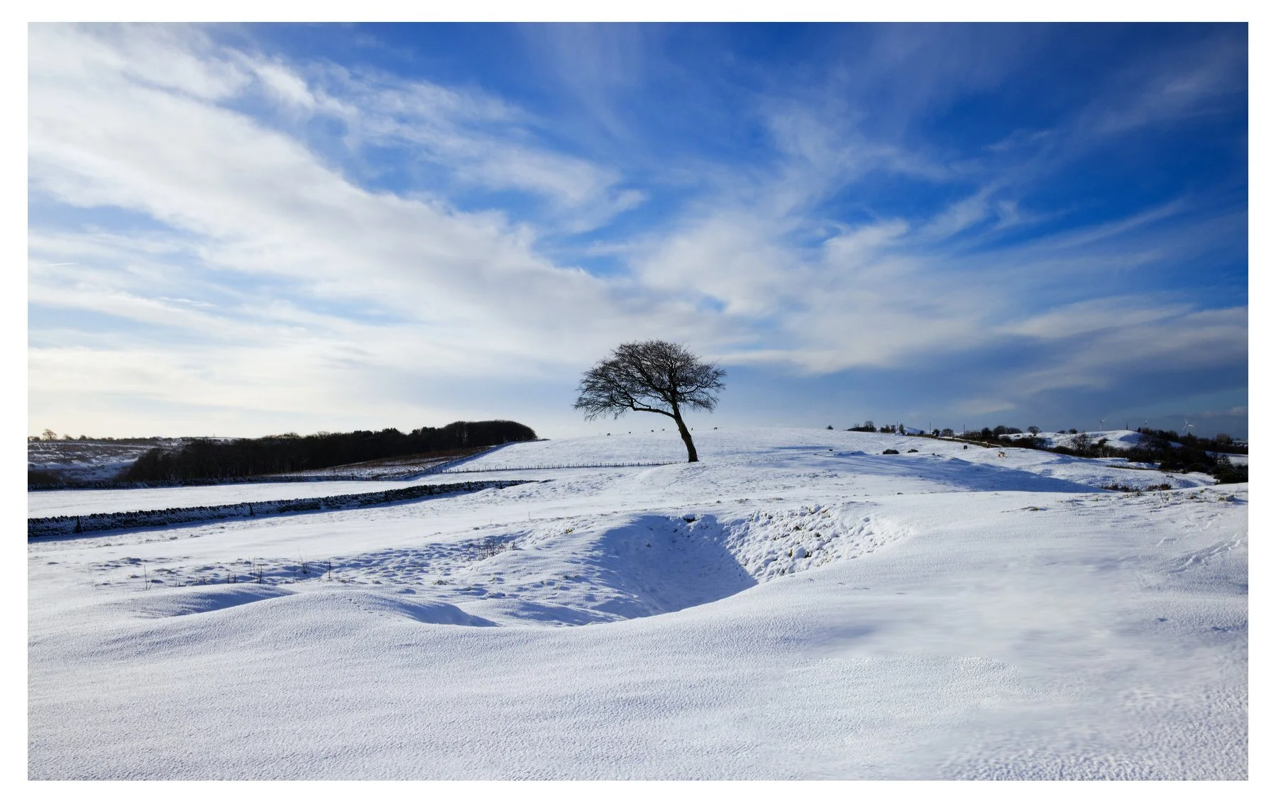 Lone tree in winter