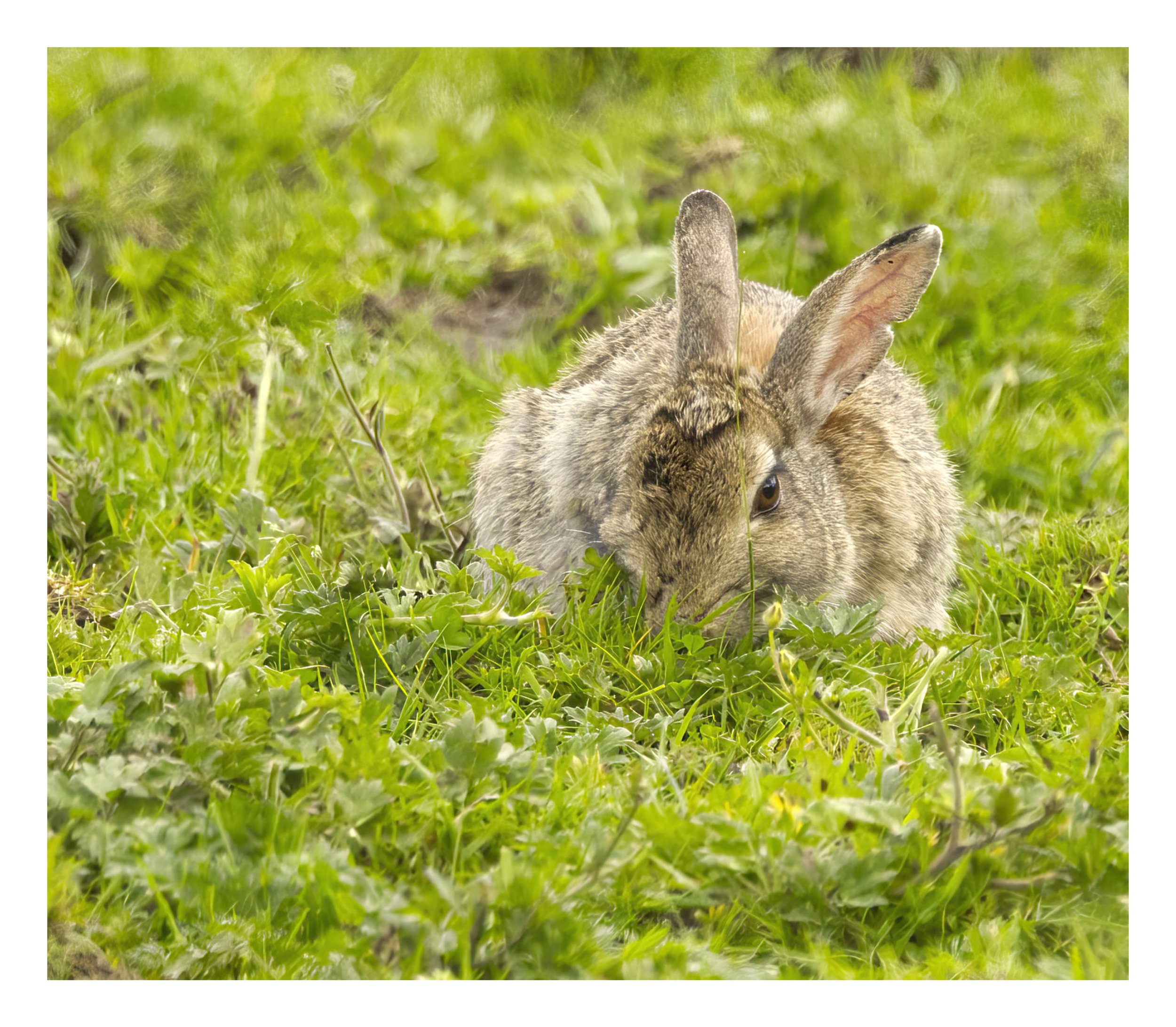 Brown rabbit 
