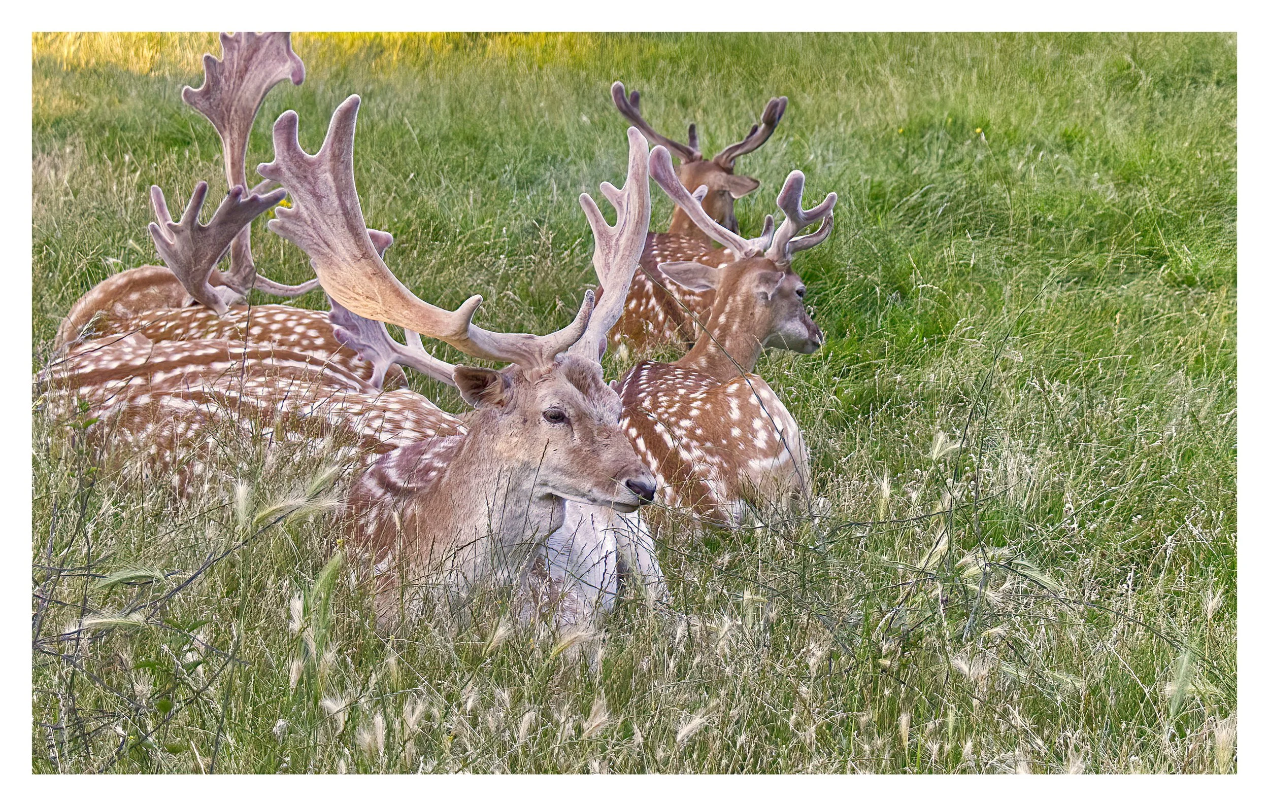 Fallow Deer