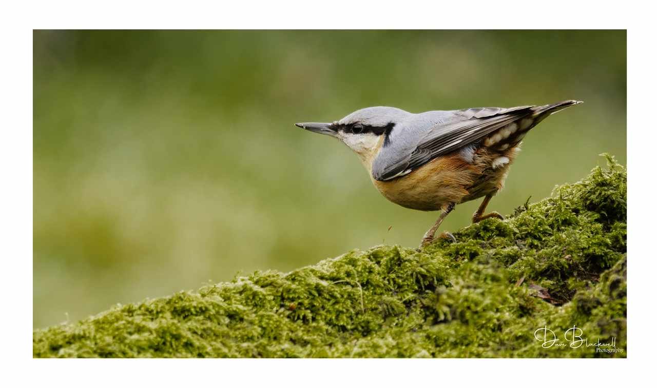 Nuthatch